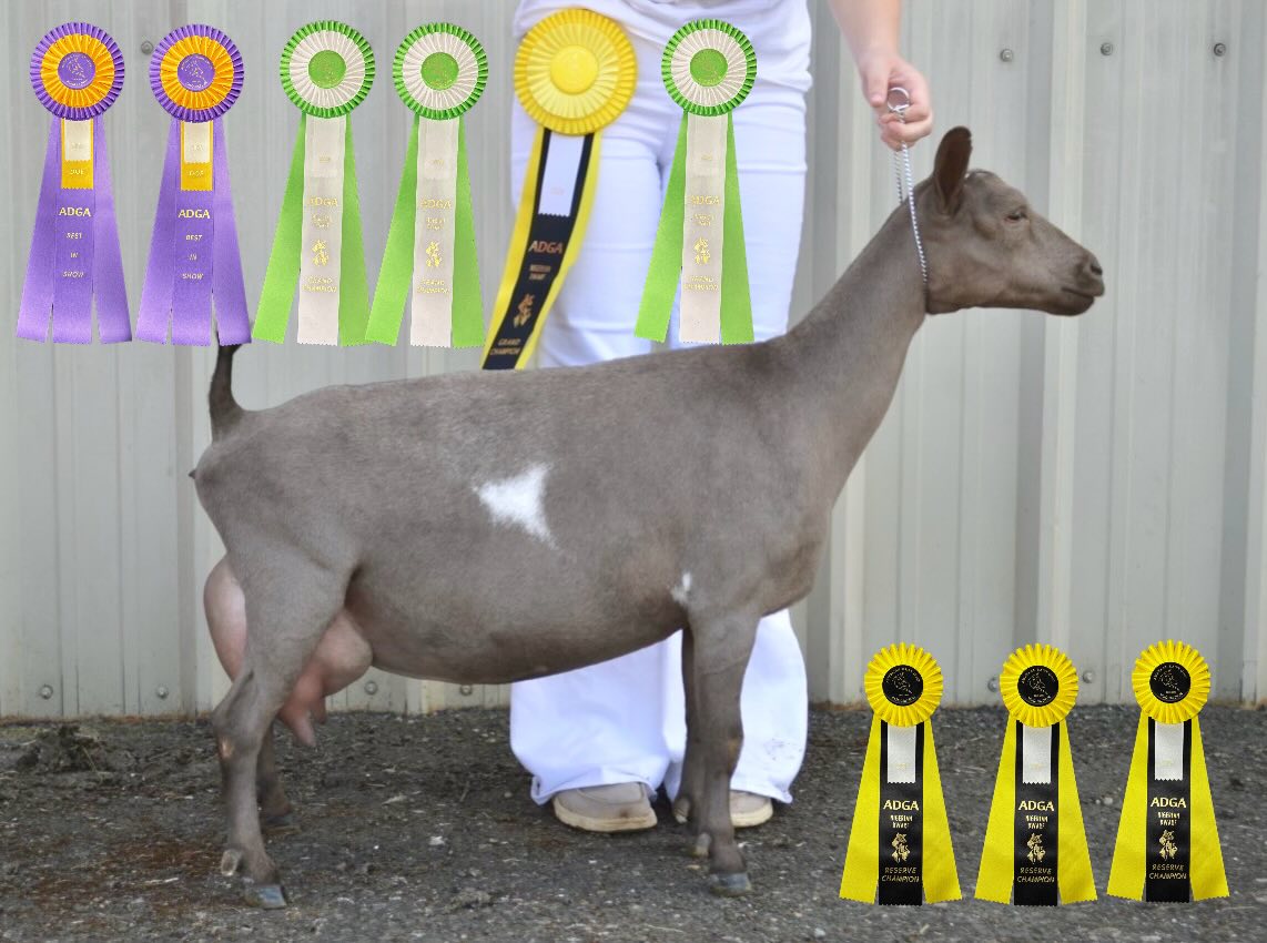 Our first permanent CH, Ginger!
✨CH Briarwood DG DG BR Gingerbread 🎄✨
This sassy diva is our first permanent CH in our small herd! Ginger has a score of VVVE 88 earned as a 3yro 2F. She became a permanent CH in 2024 as a 4yro after having quintuplets that year! Her daughter Lemi will be a 3yro 2F this year. So exciting!!
🏆Show Highlights:
• 2023 wins include: RSCH at NWODGA and RSCH at a Grants Pass Show
• 2024 wins include: GCH in the ADGA Sanctioned Youth Show at NWODGA, GCH x2 and BIS x2 in the ADGA Sanctioned Youth Show at Barn in the USA, and she proceeded the next day to earn a GCH and RSCH in the open class!
🐐Pedigree Notes:
We purchased Ginger as a Dry Yearling, but never got to show her until she freshened in 2022. Ginger is one of our oldest girls and we are hoping to improve her slow maturing line with more breedings!
🌟Looking Ahead:
Ginger was bred to Hanson Hideaway Graham Cracker *B this year along with her daughter. Can’t wait to compare these two litters and how similar/different they are. Reservations are FREE on our website!
🍼Kidding History:
FF - triplets
2F - twins
3F - quintuplets
4F - triplets
5F - this kidding season (showed quads on the ultrasound!)
Go check out her pedigree at https://www.rockin-j-farm.com/ginger 🧬
#adga #4h #farmlife #homestead #nigeriandwarfgoats