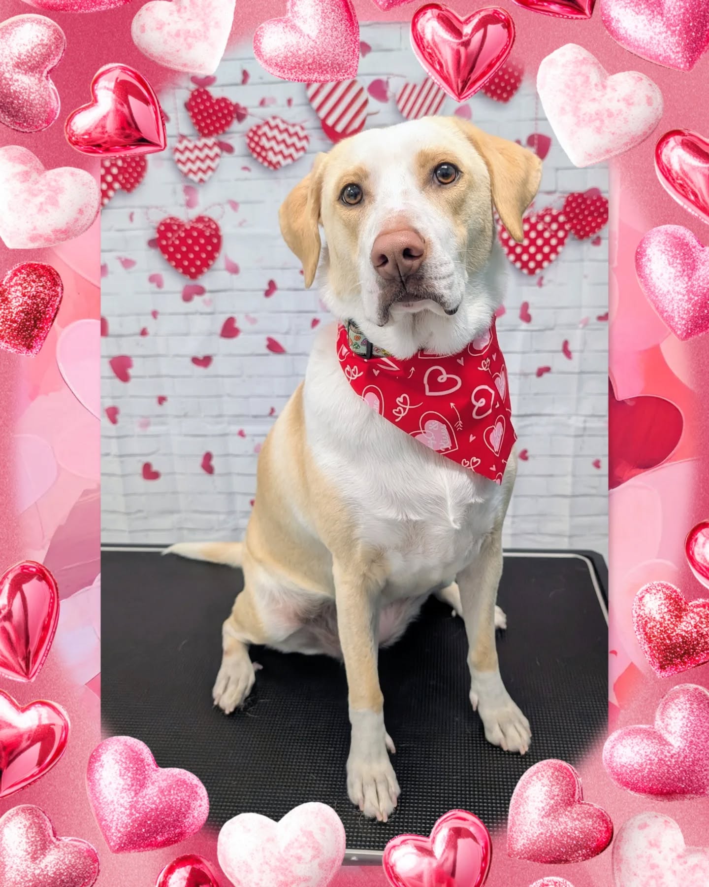 Happy Valentine’s Day to all of the pups and their humans! Sending you lots of love and tail wags today. 💘