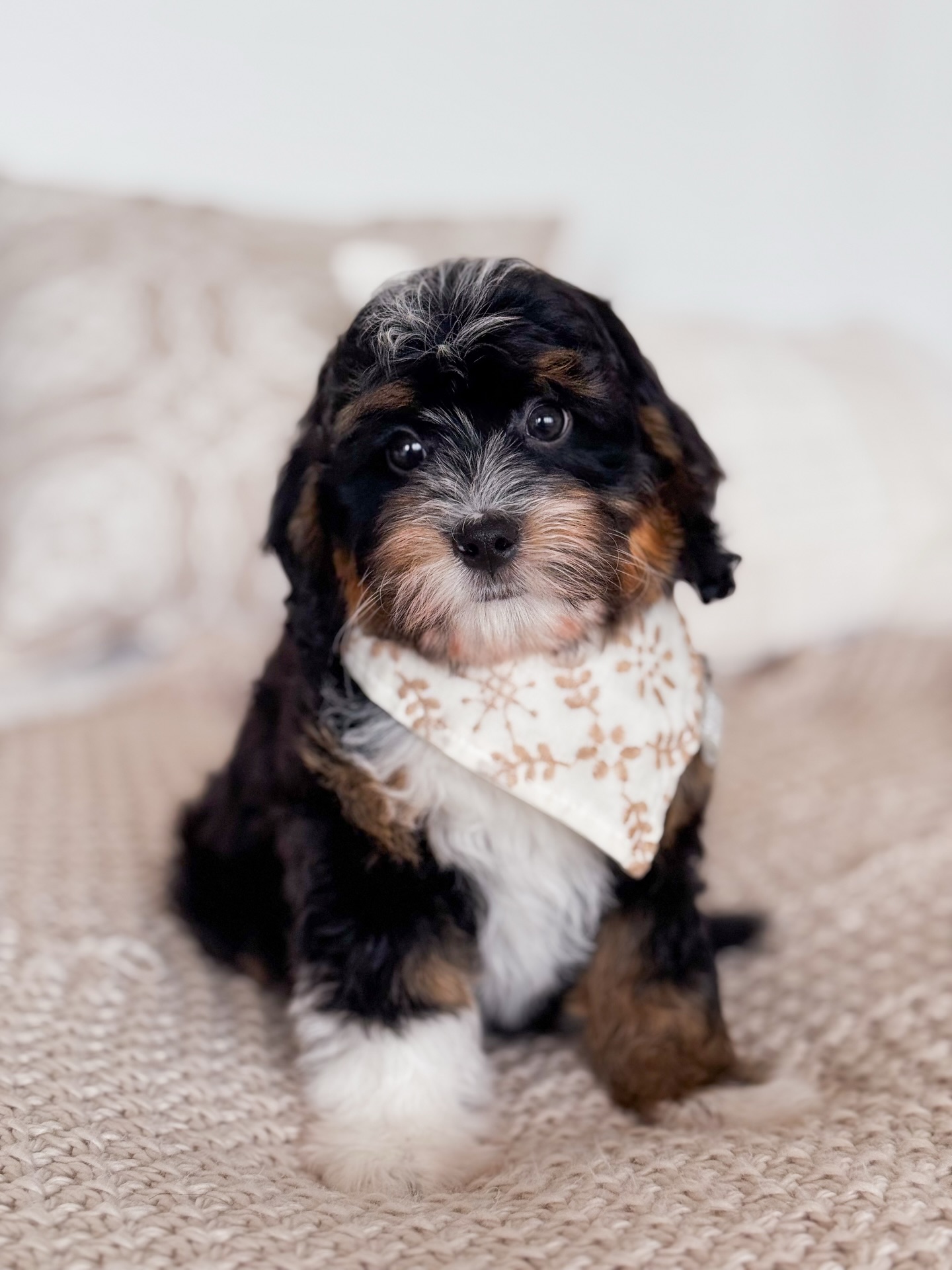 Update: East has found her forever ๐
Tiny Bernedoodle โข 25โ30 lbs full grown
Low to non-shedding, wavy tri-color coat โจ
โ๏ธ Delivery available
๐ฌ Comment EAST for her full details