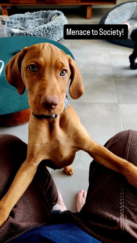 You're not required to help us with our paperwork, Mango!