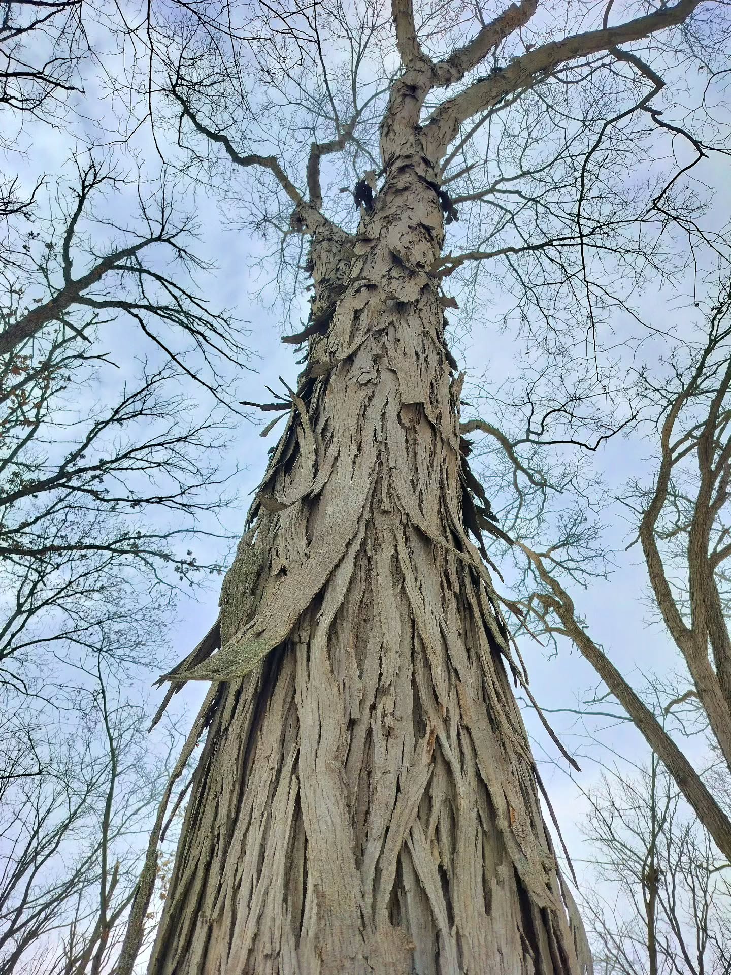 Other trees - and I won't name names, but we all know who they are - they have boring bark. Flat bark. Low-energy bark. It's a disaster. But the Shagbark Hickory? It has these massive, beautiful plates. They're peeling off, they're curling - it's a texture revolution. It's bold. It's architectural. All the best people are talking about it. It's got style that maples and elms can only dream of.