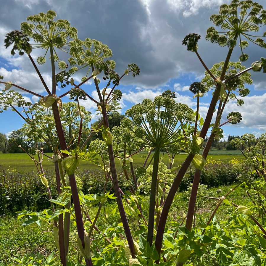 Angelica grown by @jandjorganics looking mighty fine on this beautiful day😍 Any guesses on what we’ll be doing with it?