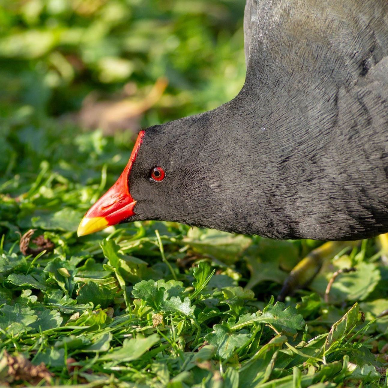 An extreme portrait of a Moorhen to end Mothering Sunday for you all. Hope you had a great day one and all!! #birds #birding #birdsofinstagram #birdphotography #birdwatching #wildlife #nature #wildlifephotography #wildlife_perfection #nature