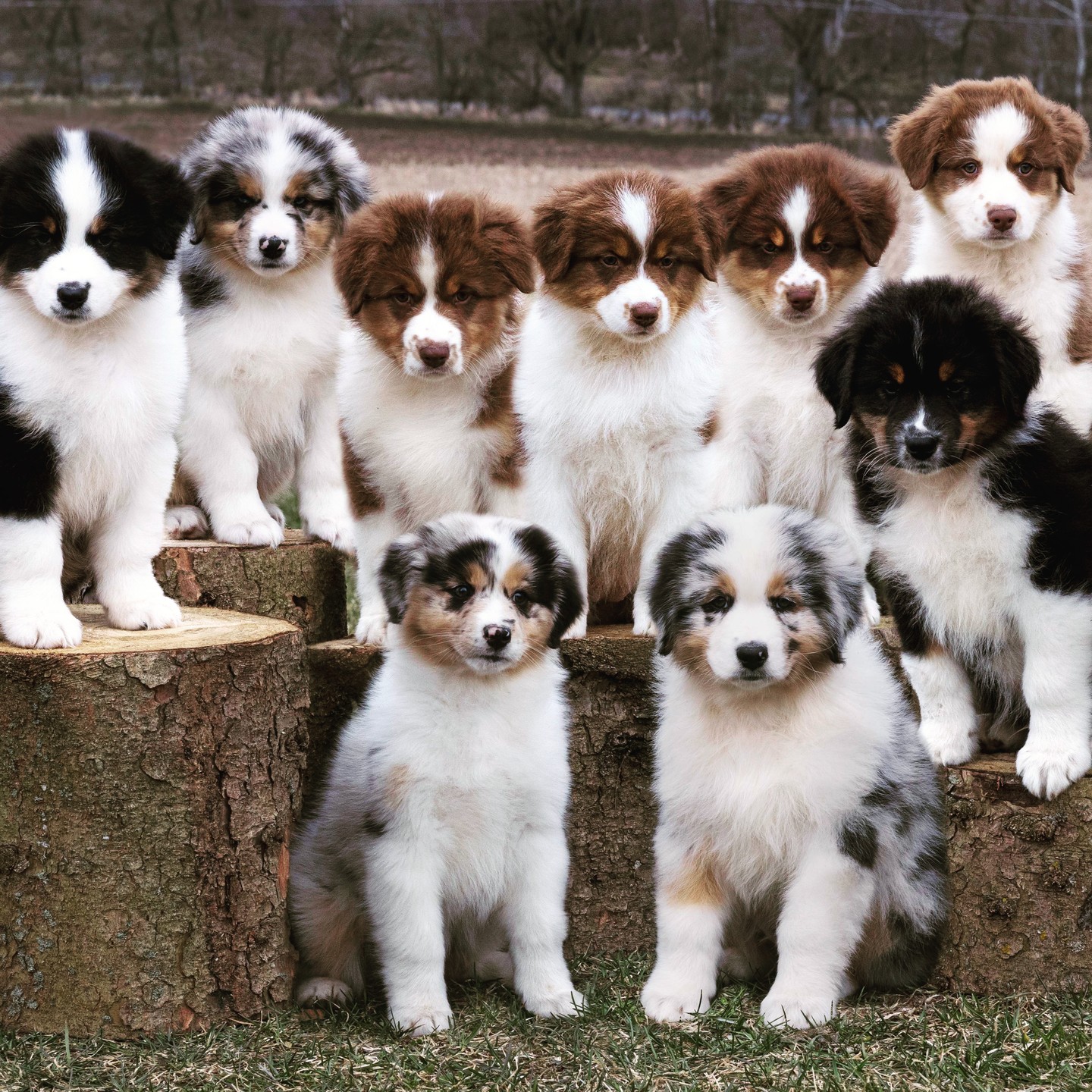 These beautiful babies are 11weeks old tomorrow! What an awesome litter they are, loved beyond measure by their new familiesโค๏ธ
#aussies
#purebreddogs
#purebredaussies
#australianshepherd
#bluemerle
#redtri
#pawprints
#cute
#beautiful
#sweet
#blacktri
#puppiesofinstagram
#dogsofinstagram
#aussiepuppy
#gems