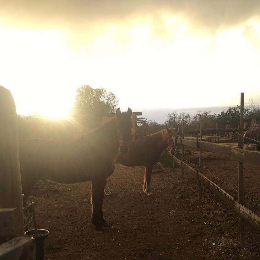 So…did the Year of the Fire Horse (Bing Wu) start on February 3-4 or today (Feb 17)? 🔥🐎
Trick question.
Both.
February 3-4 marked Li Chun — the solar start of spring in Chinese astrology (and my horses already started shedding in early February — they clearly follow the solar calendar). 😛
February 17 is Lunar New Year — the celebration most people follow.
Same year. Different systems.
2026 = Fire Horse.
An energy that only comes around 60 years.
Bold. Independent. A little untamed.
Not here to be handled.
And yes — the sky added a solar eclipse for dramatic effect. 🌚
Tell me…what’s your fire this year? 🔥
#horsebud #firehorseyear #yearofthehorse #goldenhour #newbegginings