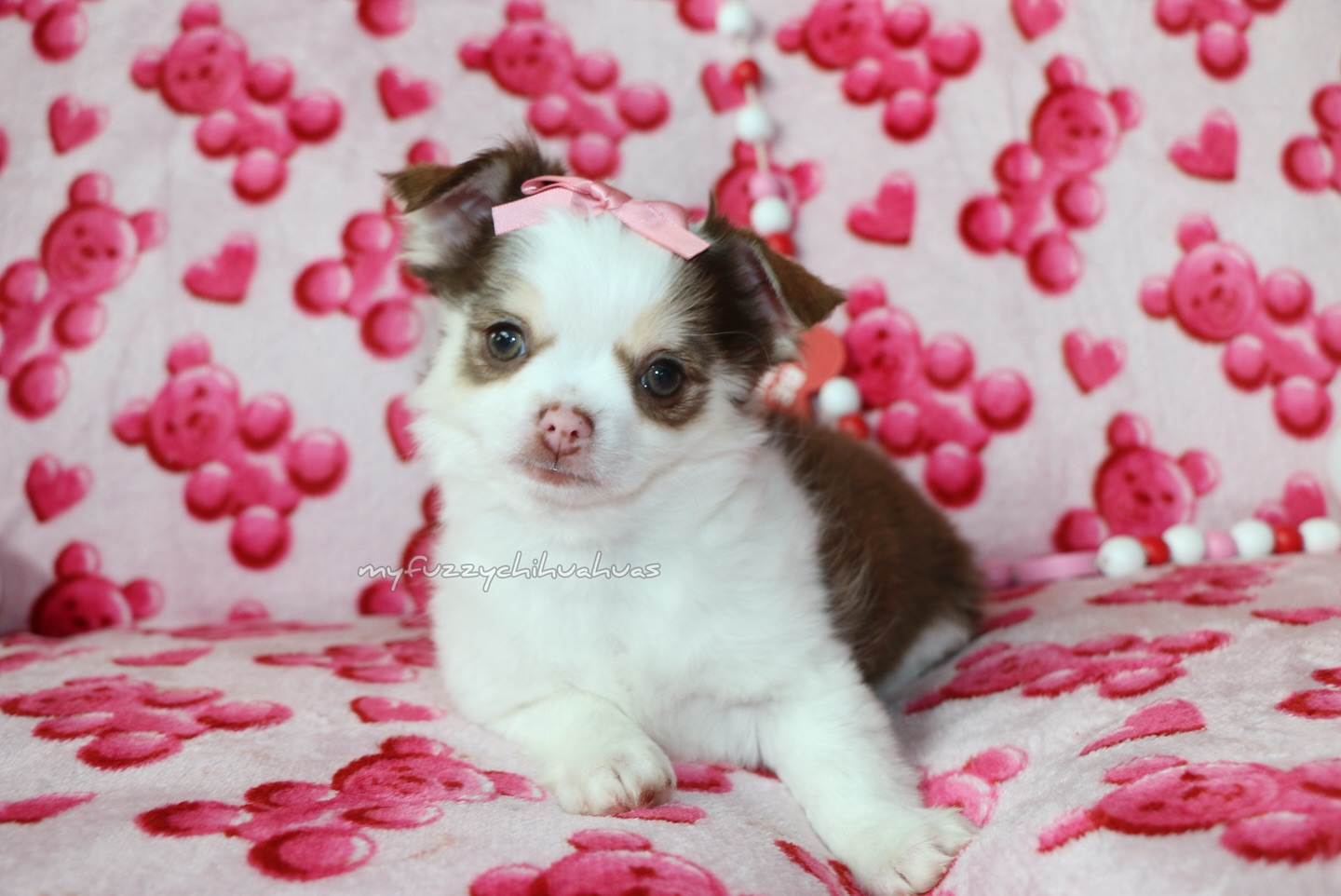 Justin and Julie are the only two we have left !🩷 they are the funnest puppies we’re enjoying them a lot 🥰 #chihuahua #puppy #love #available