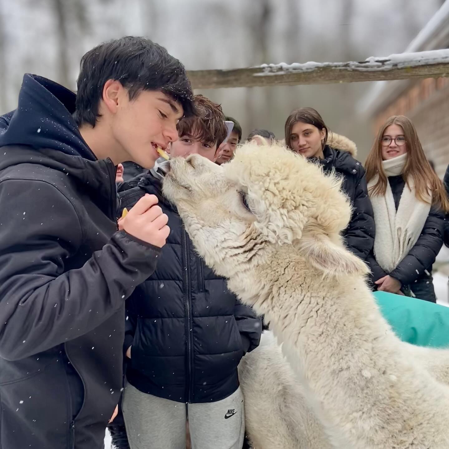 Alpaca kisses!
#alpacalove #alpacafarmvisit #lulusbarn #westportisland