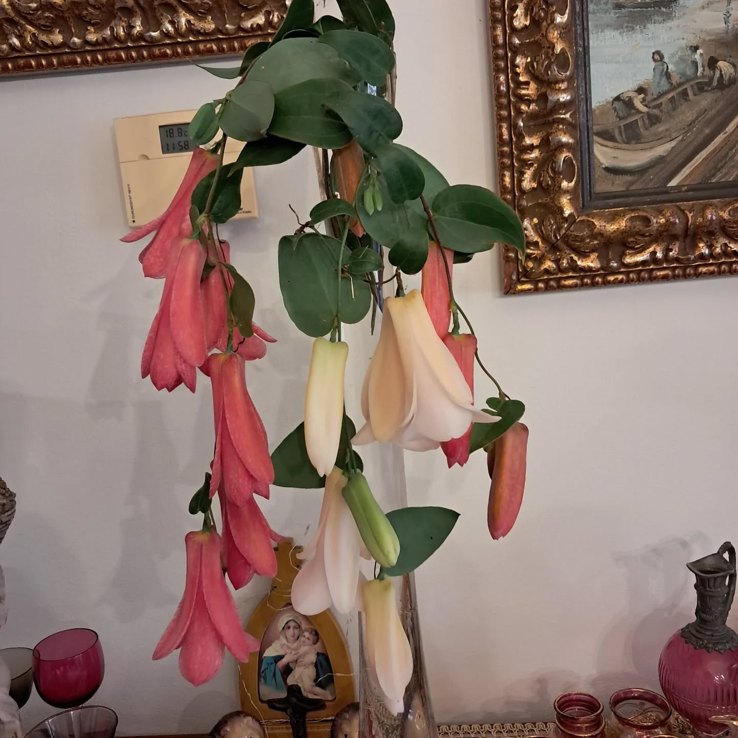 Flores de copihue para representar amor, espero en unos años verlas en florerías de producción de cultivo. #Copihue #flores #flowers #lapageriarosea #floreria