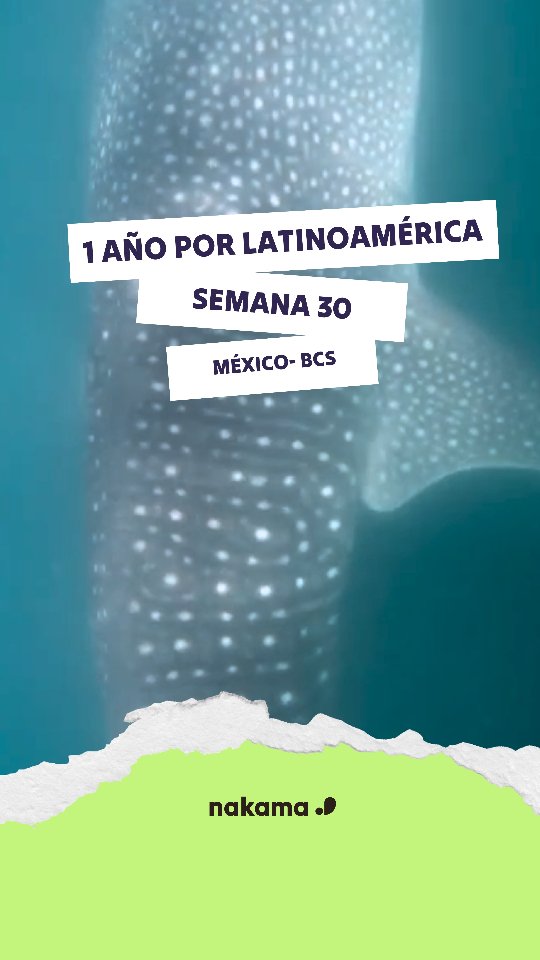 ✈ Semana 30
📍La Paz- Baja California Sur @carnitasmichoacanos
Llegamos a Baja California Sur por una razón: de diciembre a abril es temporada de avistamiento de ballenas grises y jorobadas y también del tiburón ballena 🐳 En esta época del año las ballenas migran para aparearse, dar a luz y proteger a sus crías en aguas más cálidas, y nosotras ¡no podíamos perdernos ese espectáculo de la naturaleza!
Es bastante común verlas desde las playas o o montaña... y nos parece verlas hasta cuando no hay ninguna🤣 nuestro nuevo hobby: avistamiento de ballenas.
Tres cosas que no podéis perderos si visitáis La Paz:
✨ La Playa de Balandra, a la cual se puede ir en autobús público desde La Paz. Conviene ir pronto ya que tiene aforo limitado. El paisaje es espectacular, como de película del oeste
✨El Museo de la Ballena, @museodelaballena podréis conocer el origen y la evolución de los cetáceos, la historia de la actividad ballenera de La Paz... además trabajan para la conservación y protección del medio ambiente.
✨️@carnitasmichoacanos local donde venden las carnitas más ricas que hemos probado, con su carne de cerdo suuuper tierna🐷
Viernes de viaje con Nakama: ¿Dónde estábamos hace 4 años?
Revivimos nuestro viaje por Latinoamérica contigo.
::::
✈ 30.astea
📍La Paz- Hegoaldeko Baja California
Hegoaldeko Baja Californiara arrazoi batengatik etorri gara: abendutik apirilera balea grisa eta balea konkorduna eta marrazo balea ikusteko garaia da🐳 Izan ere, baleek garai honetan Artikotik migratzen dute erditzeko eta beraien kumeak ur beroagoetan babesteko. Nola galduko dugu ba horrelako espektakulua?
Baleak hondartzatik edo muinoren batetik erraz ikus daitezke... eta guk ez daudenean ere ikusten ditugu🤣
La Paz hiria bisitatuz gero galdu ezin dituzuen 3 leku gomendatzen dizkizuegu:
✨️Balandra hondartza. Hiritik autobus publikoan hel zaitezke bertara. Goiz joatea gomendatzen dugu, toki-kopuru mugatua baitute.
✨️Balearen Museoan zetazeoen jatorria eta eboluzioa, La Paz hiriko balearen jardueraren historia ... ezagutu ditzakezue
✨Inoiz probatu ditugu "Carnita"-rik goxoenak Carnitas los Michoacanos lokalean aurkituko dituzue.
#nakama #bajacaliforniasur #lapaz