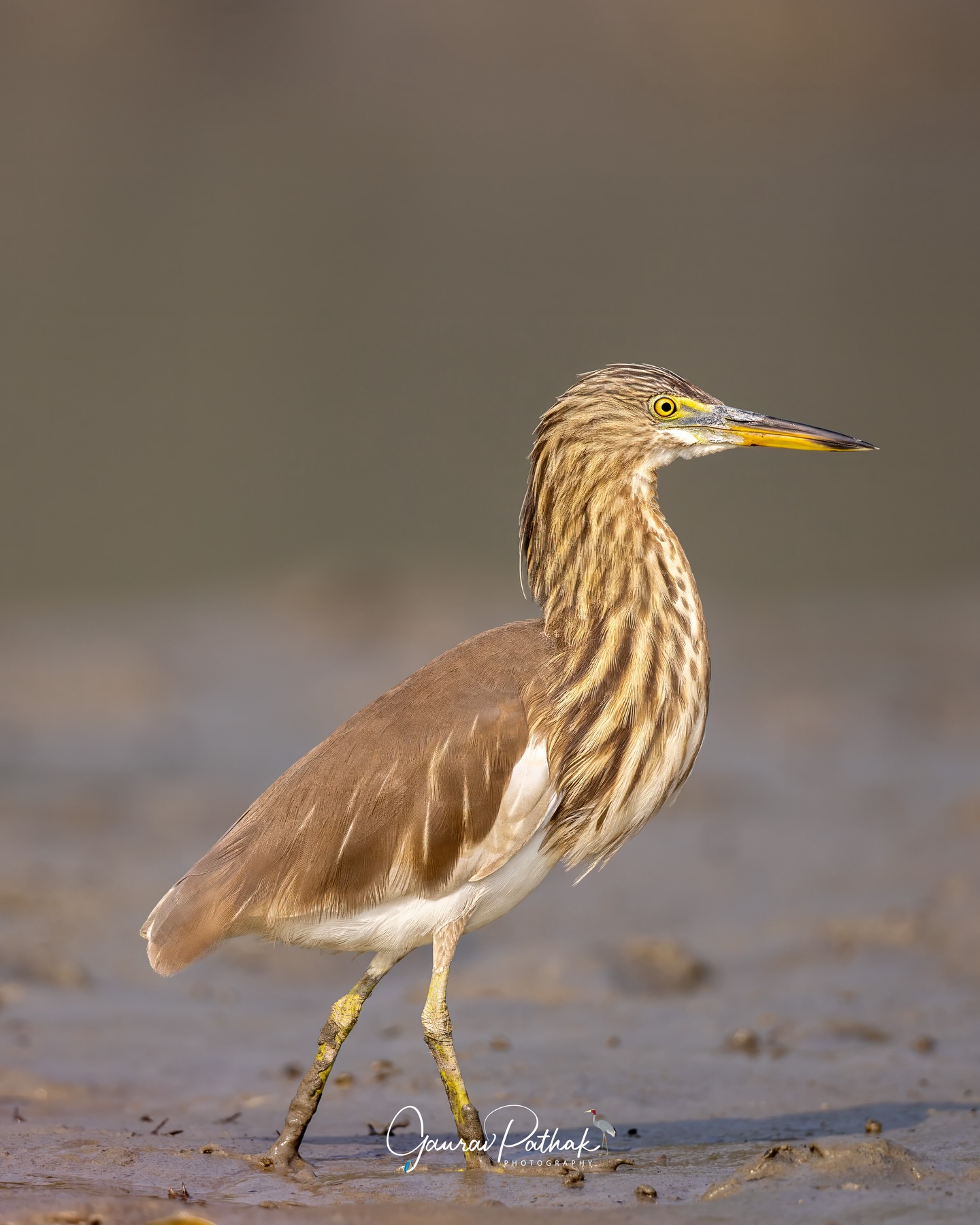 Indian Pond Heron (Ardeola grayii) – Often dismissed as just another brown bird by the water, until you really look. In one frame, it stands composed and almost statuesque. In the other, a wriggling worm tells the real story—this is a patient, sharp-eyed hunter who waits longer than most of us would.
For all its plain breeding plumage, the pond heron is a master of stillness and timing. Blink, and you miss the strike. Look closer, and you realise there’s nothing ordinary about it at all.
.
Location - Sundarbans
Shot on Canon R5
Canon RF600mm F4 L IS USM
ISO 160
f/4
1/1250s
.
#PondHeron
#EverydayWild
#PatientHunter
#LookCloser
#canonasia