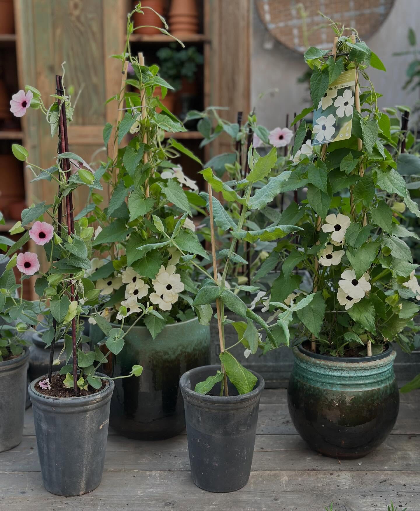 Svartöga, Spetsblomma och Sömntuta från fröfirman @flos_fro är bara några av alla fröer ni kommer att hittar hos oss när vi öppnar igen den 13:e mars. Snart bara en månad kvar, jippi 🌱
