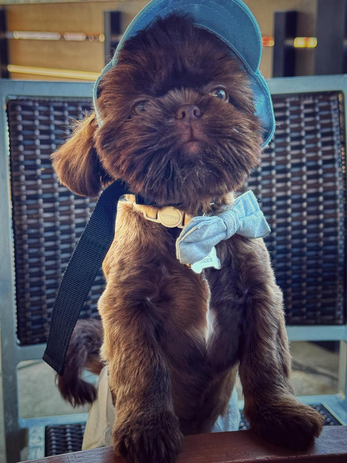 Querido Brownie 💙
Pequeñito y de pelaje café suave, parece una bolita de ternura que siempre está lista para acompañarte. Sus patitas cortas se mueven con entusiasmo mientras explora todo a su alrededor, y su colita no deja de moverse cuando escucha tu voz. Tiene una mirada dulce y curiosa, como si cada momento a tu lado fuera una pequeña aventura.
Cuando se recuesta cerca de ti, su tranquilidad se siente inmediata, como una compañía fiel que no necesita palabras. Su forma de mirar, de acercarse despacito y de quedarse contigo, convierte cualquier instante sencillo en algo especial. Es un pequeño guardián de cariño, capaz de llenar el día de calma, alegría y mucho amor.
“Patitas que guían… Corazones que sanan” 🐶💜
¡Síguenos, dale like y comparte para unirte a nuestra familia Pawsitive! Y descubrir más sobre cómo nuestras mascotas pueden apoyarnos emocionalmente.
#PawsitiveSupportFamily #PawsitiveSupportFamilyMember #CertificaciónDeMascotas #MascotasFelices #AmigosPeludos #mascotasdeapoyoemocional