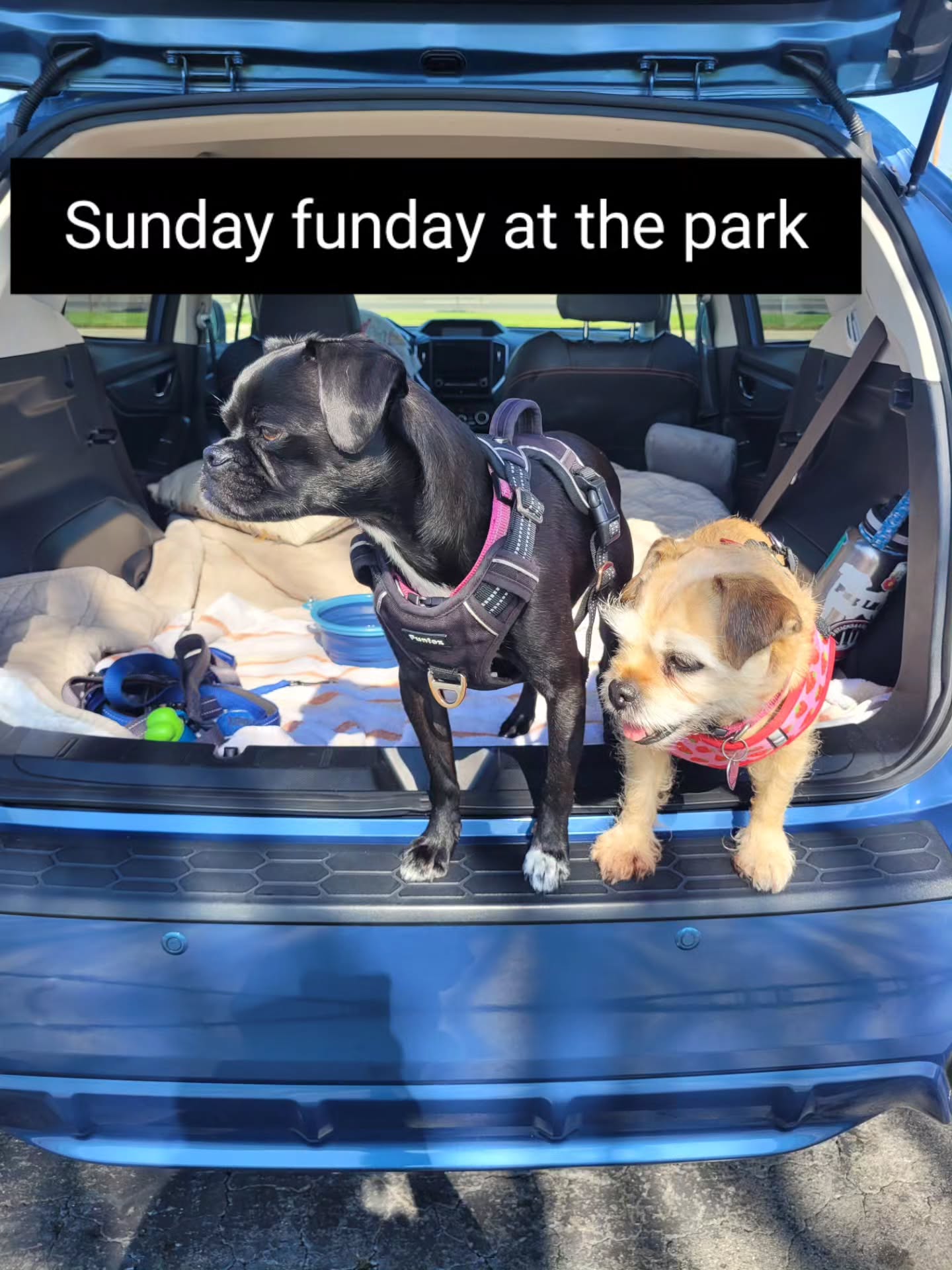 Pug days are the best days 💕 💖 🐶
#dogmom #happymom #happypugs #pugmixes #best dogs