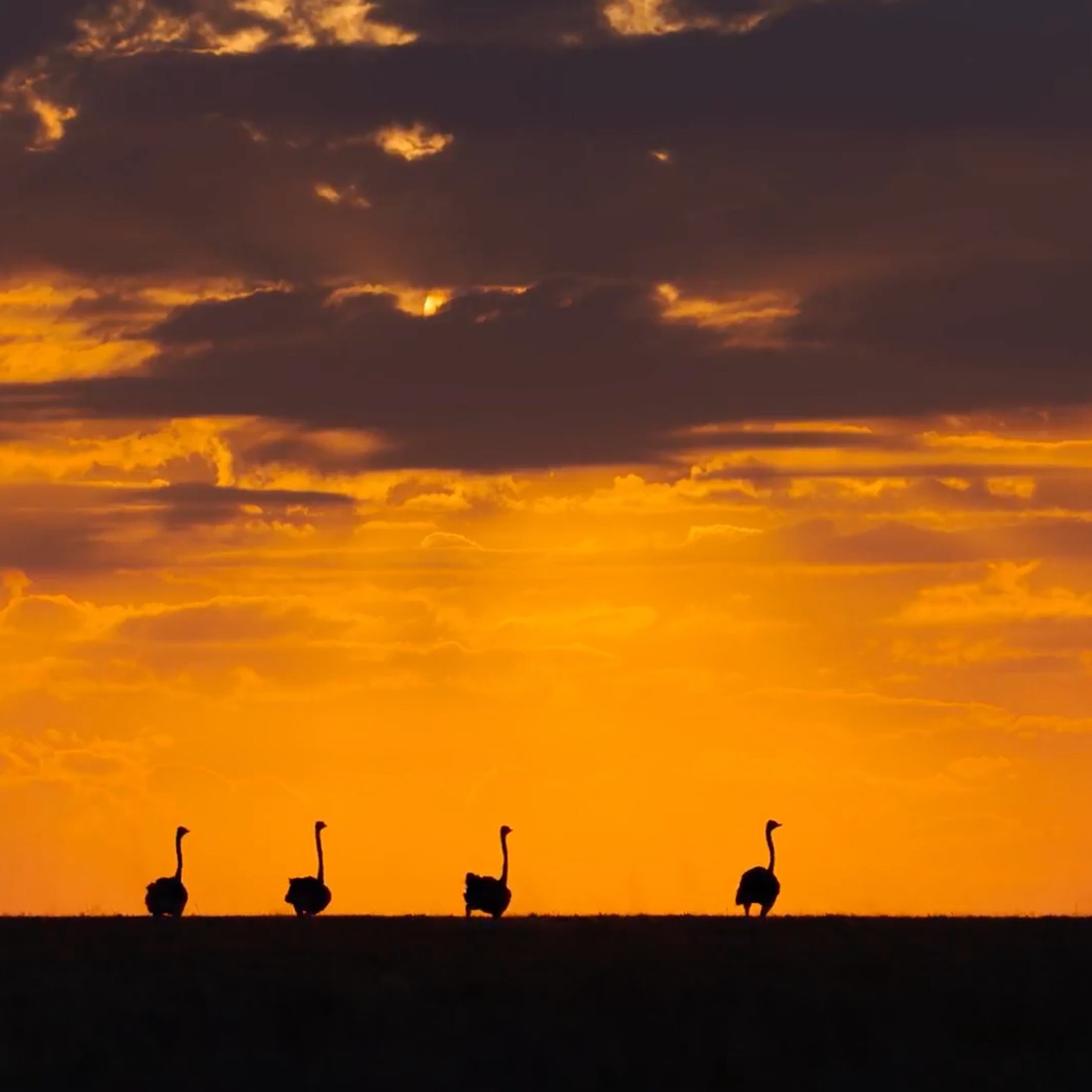 The Serengeti is vast, but with Dimbwiii Safaris, you’re never lost. Our guides know these lands like the back of their hands, ensuring you’re always in the right place at the right time. 📍 🐆
Experience Tanzania with the locals who love it most. DM us to start planning your 2026 adventure! 📩
#TourTanzania #SerengetiGuide #DimbwiiiSafaris #SafariExpert #AfricaTravel