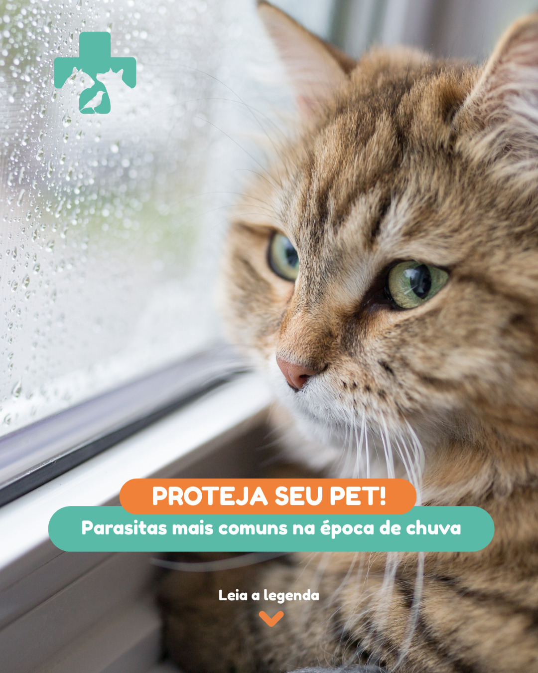 A temporada de chuva chegou… e com ela, o risco de parasitas também!
Pulgas e carrapatos se proliferam mais facilmente em ambientes úmidos e quentes, o que pode representar um grande perigo para cães e gatos.
Coceira intensa, irritações na pele e até doenças mais graves podem surgir mas com prevenção tudo fica mais seguro!
Mantenha os preventivos para pulgas e carrapatos em dia
Consulte seu veterinário para orientações personalizadas.
Em caso de sintomas, traga seu pet para avaliação.
Nosso time está pronto para cuidar de quem você ama!
Hospital Veterinário Alto Tietê – Arujá/SP
#PrevençãoÉCuidado #ParasitasEmPets #SaúdeAnimal #EstaçãoChuvosa #Pulgas #Carrapatos #Vermes #HospitalVeterinárioAltoTietê