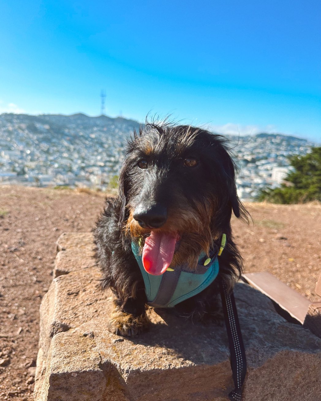 Irving 🤎 #dogsofsf #sfdogs #dogtraining #sfdogwalking