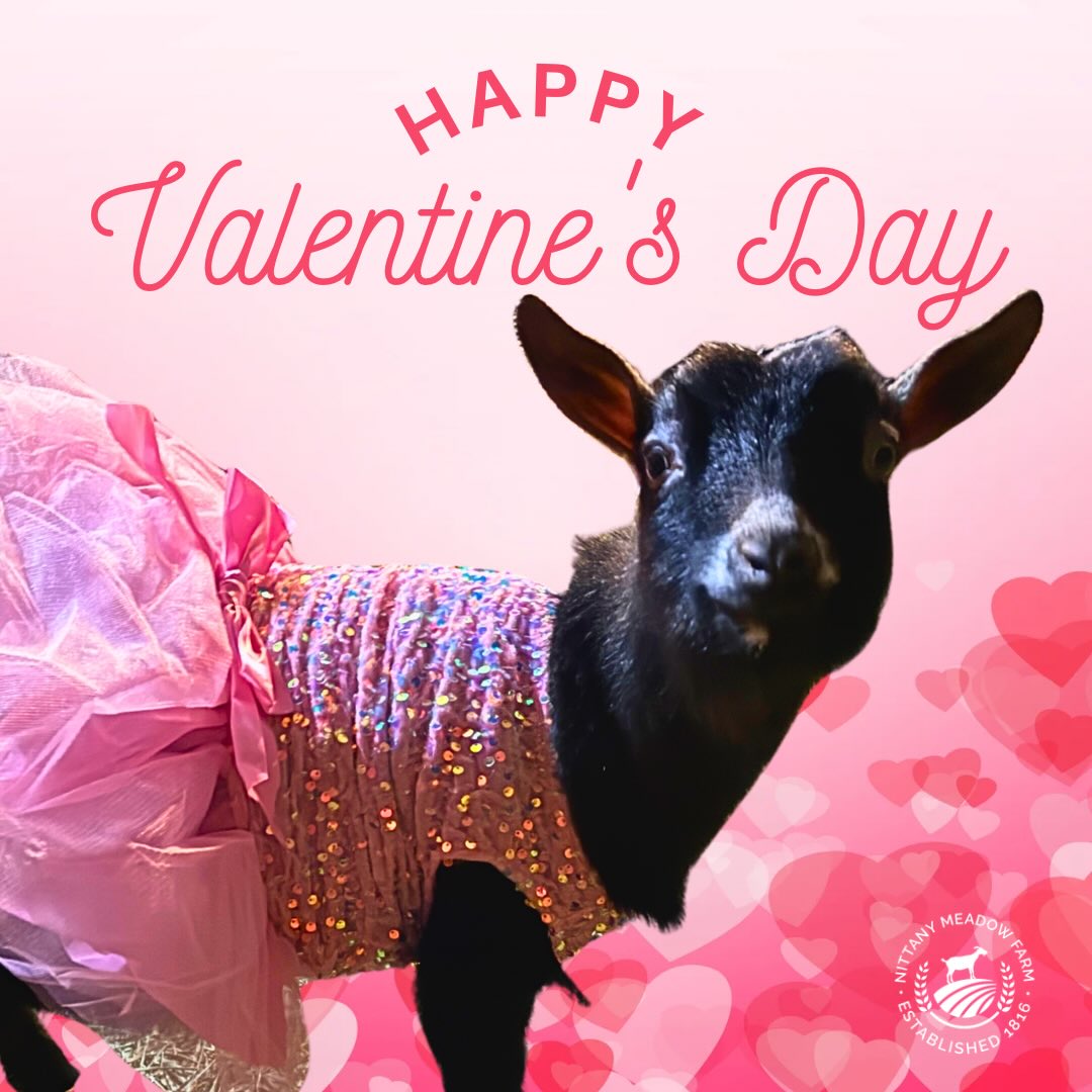 You’ve GOAT my heart! Happy Valentine’s Day! 💘🐐
#valentines #youvegoattobemyvalentine #cuteanimals #valentinesday #adorable