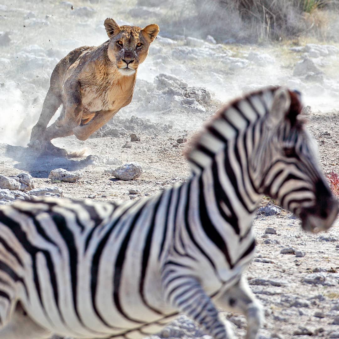 Focus
Lions are only found in the wilds in Africa, but the felines have called many places home. Lions used to live in ancient Greece, the Balkans and parts of southern Russia. According to Herodotus and Aristotle, lions were in Greece around 480 B.C., became endangered in 300 B.C. and finally became extinct in Ancient Greece in 100 B.C.
