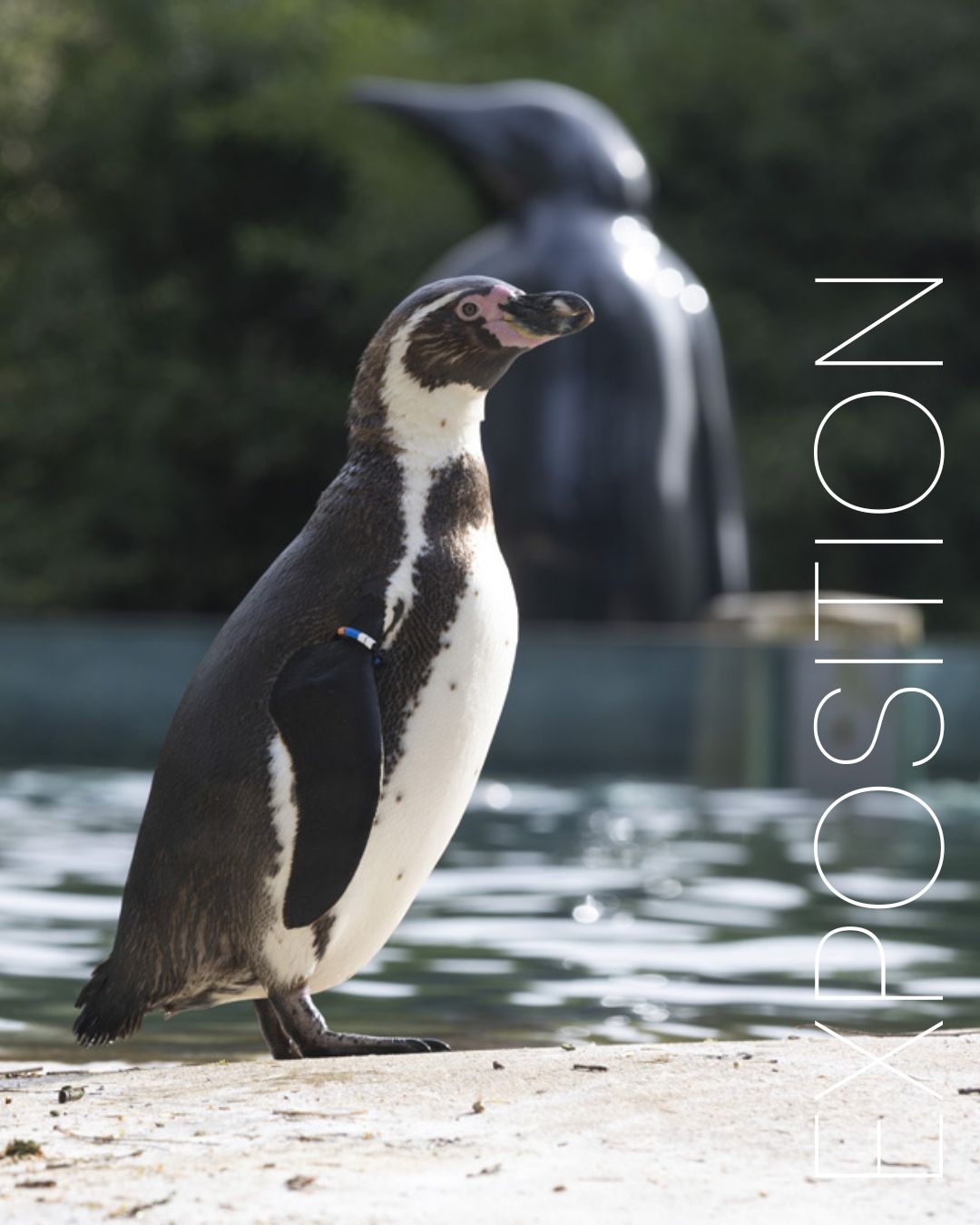 Face à face silencieux. Le vivant croise parfois la sculpture, le regard se trouble et le dialogue s’installe. Présence réelle ou forme sculptée, la nature inspire et répond à l’art.
📸@zoobeauval
#michelbassompierre #artanimalier #sculptures #sculpturecontemporaine #zoodebeauval #sculptureoftheday #exposition
