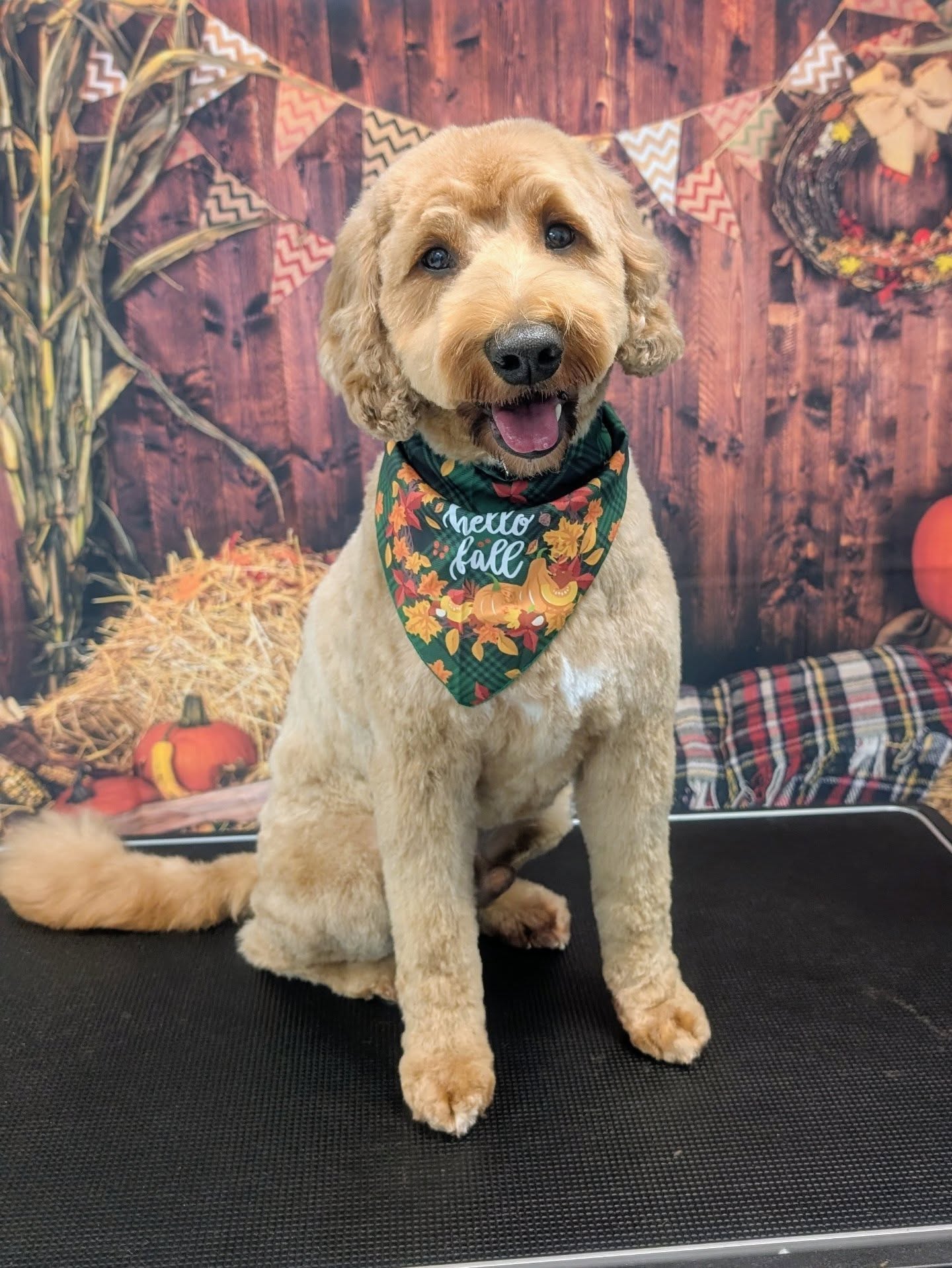 🍂 Falling back to November 2025!
Take a look at these beautiful pups who got their fur fluffed and pampered just in time for their holiday get togethers.
Could you say no if one of these cuties asked for an extra treat? 🤩
Pictured is: Ace, Kylo, Theodore, Milo, Charlie, Ellie & Luka, Rocky, Hazel, Lilo, Blaze, Chanel, Lily, Bear & Bucky, Koda & Maple.