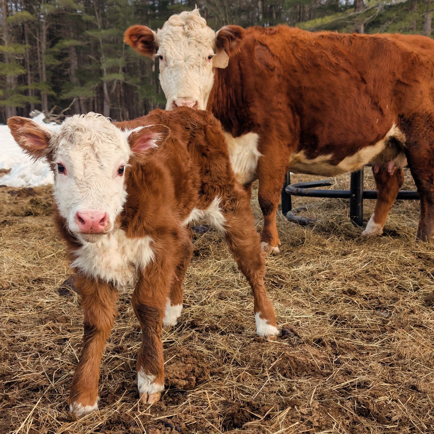 This little lady joined the farm yesterday. Out of our GrandMammas. She registerable 😊
If you'd like to make name suggestions her sisters are Magdalene & Martha. Her nieces are Margarette & Marsha.