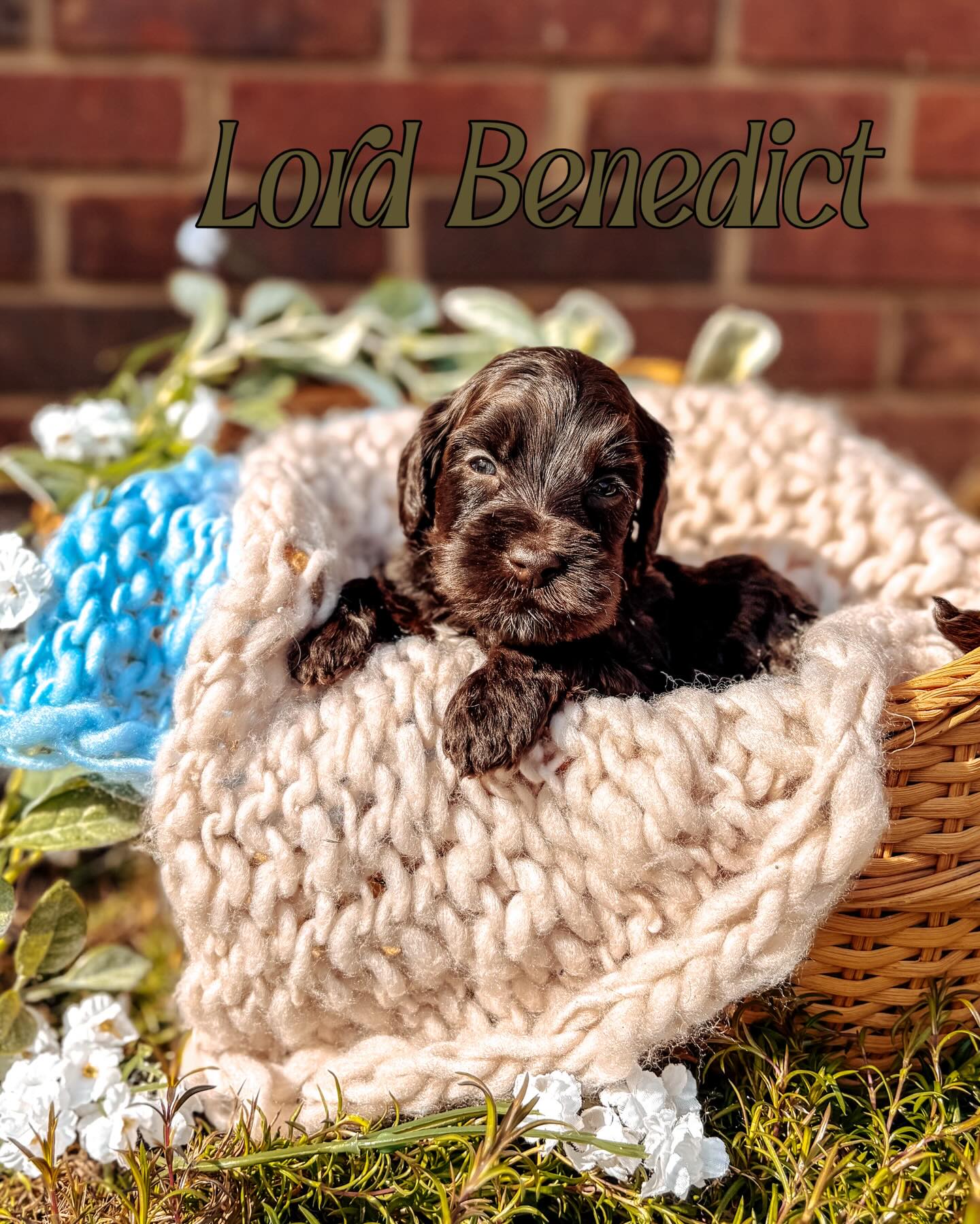 👑 Dearest Gentle Reader… 👑
The whispers are true… the mystery theme has finally been revealed…
THE BRIDGERTON PUPPIES
These little darlings have made their society debut, and we do believe they are the most eligible companions of the season. With their overture-sized personalities, precious faces, and the cutest little expressions… they are already quite skilled at winning hearts and securing lap privileges.
Their manners? Impeccable.
Their cuddles? Exceptional.
Their charm? Absolutely scandalous.
And in the most shocking news of the ton…
💌 Three invitations remain.
Yes — three fortunate families may still join the Southern Meadows social season.
Do not delay… the waitlist is forming faster than a dance card at the Queen’s ball, and once the final invitations are claimed, society shall be closed.
Send a message to secure your place before this courtship concludes 💐🐾
Southern Meadows Australian Labradoodles
Raised with Southern Charm, From Our Home to Yours 🤍
#southernmeadowsdoodles #miniaustralianlabradoodle #australianlabradoodle #australianlabradoodlebreeder