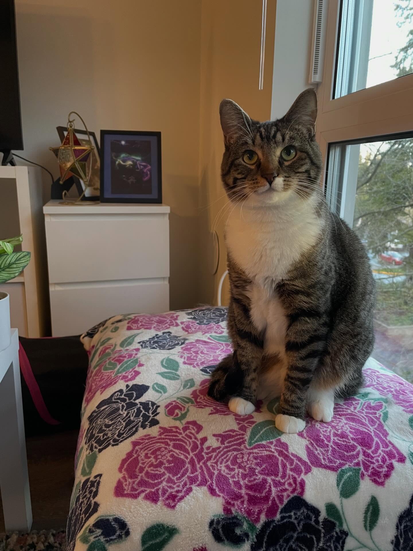 For the pet lovers out there… please spare a thought for my darling Reina. She’s currently fighting pancreatitis in the hospital, and I’m beside myself. If anyone has experience with this kind of thing and wishes to share or even offer a kind word… I’d really appreciate it.