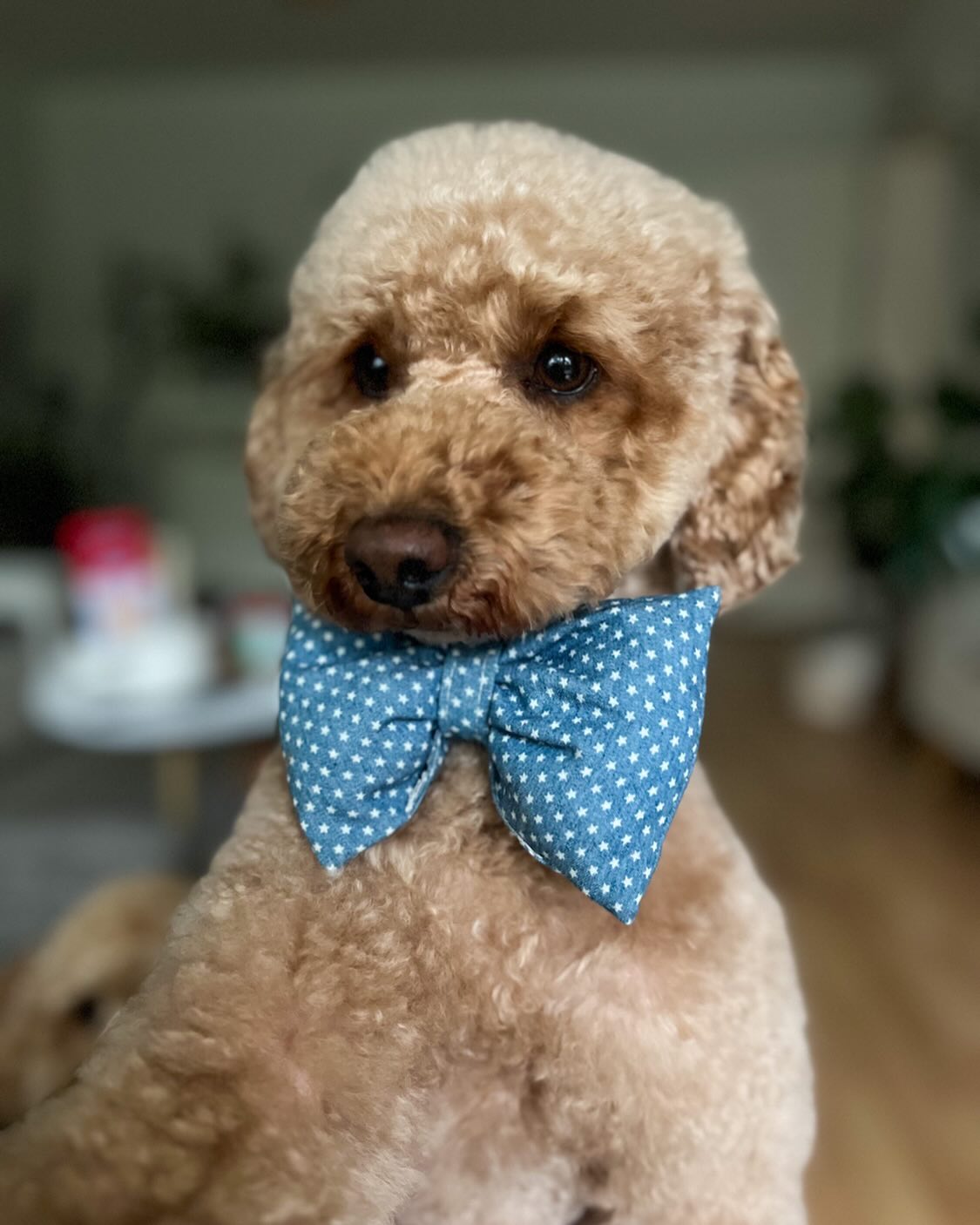 Hello ladies 💙
#jelenashundesalon #münchen #feldmoching #hundesalon #hundesalonfeldmoching #bayern #bayernmunich #germany #deutschland #hund #hunde #hundeliebe #hundefotografie #hundepflegen #hundeportrait #dog #dogsofinstagram #dogs #dogoftheday #doglife #pet #petlovers #groomer #grooming #poodle #poodles #zwergpudel #pudel #pudelliebe