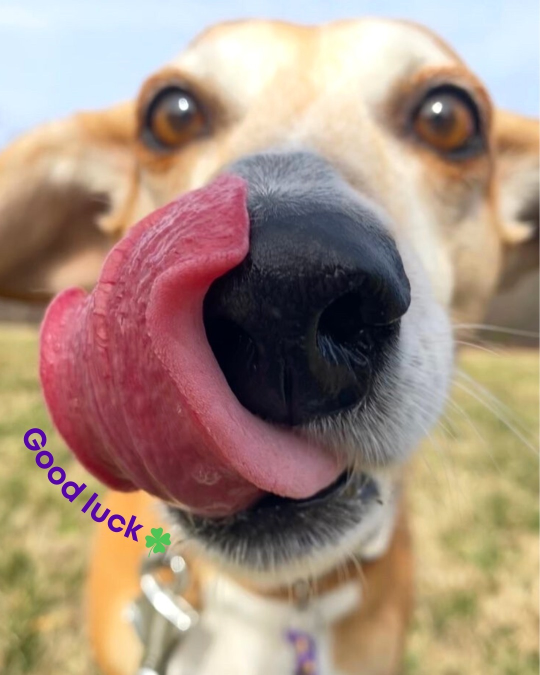 Sending good luck your way with a smooch from Wendy!
Let's not forget, an organized home is its own kind of good fortune.
Happy St. Patrick's Day! 🍀
Has your home recently been disrupted by mischievous leprechauns, mess-making elves, egg-laying bunnies and/or tooth-stealing fairies? Keep an eye out, their glitter trails are a real b&*$) to clean up. ✨😉
_____
#saintpatricksday #stpatricksday #stpaddysday #goodluck #goodfortune #humanesocietyfxva #doggoneorganized #wendywednesdays #rescuepups #whorescuedwho #rescuedogmom #thebestbreedisrescued #supportyourlocalshelter #adoptdontbuy #shelterdogs #shelterdogsofinstagram #rescuedogsofinstagram #dogfeatures #dogmomsofinstagram