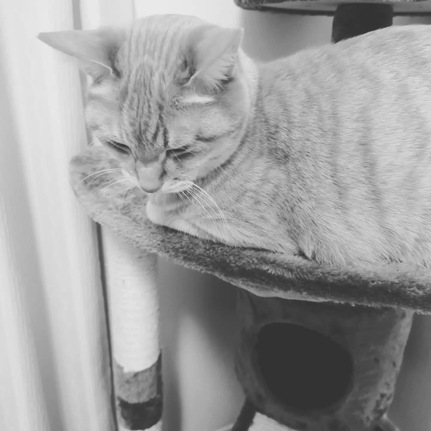 #neko
#猫
#いえねこ