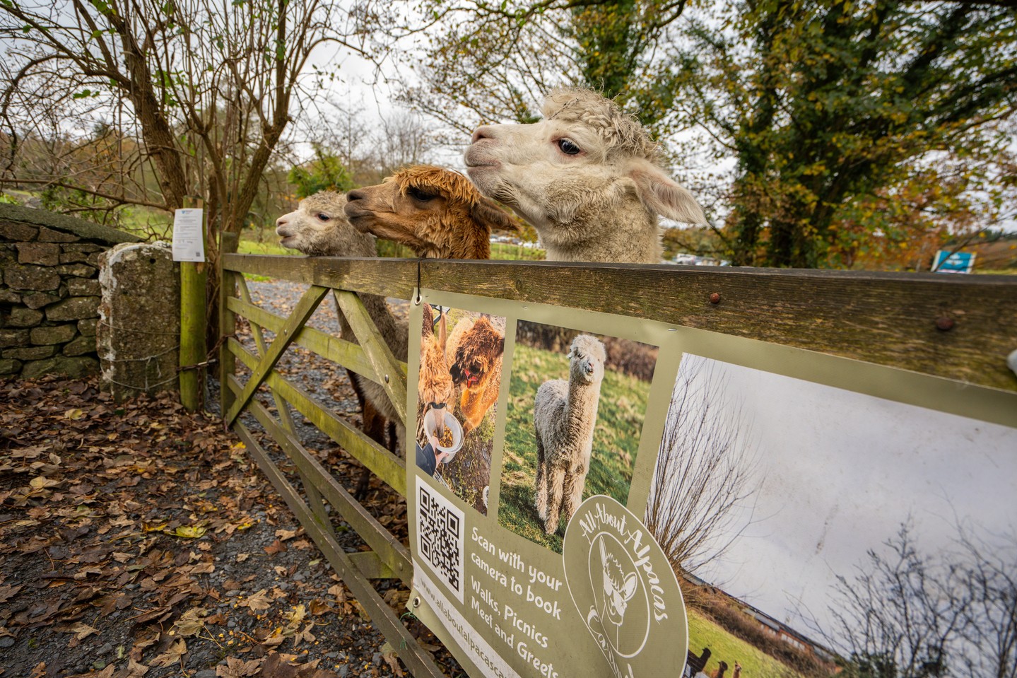 Meet our alpacas gently and leave only footprints. 🌿🦙✨ Quick tips for a low‑impact visit: keep to marked paths, wear quiet shoes, bring reusable water, take photos without flash, and follow keeper guidance.
Find us near Cartmel and Grange‑over‑Sands — perfect for eco-conscious travellers exploring the Lake District. Want to visit?
Link in bio to view available dates and book. #SustainableTravel #AlpacaFarm #Cartmel #EcoFriendly #LakeDistrict #SlowTravel #WildlifeFriendly #VisitBritain