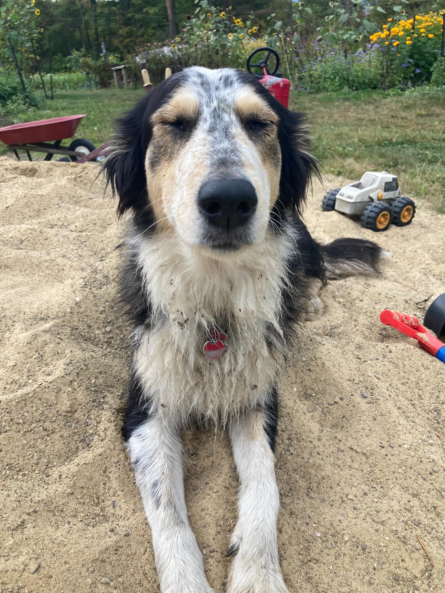 The Scotch Collie is a medium-sized breed from Scotland, known for its intelligence, loyalty, and adaptability. They are generally very friendly, affectionate, and eager to please, making them wonderful companions for families. Linnea and Buck are Sweet Bay Gardens farm dogs, hunting small critters like rabbits and squirrels, chasing off threats like coyotes and “big birds” (they can’t stand them!), and always ready with a friendly wag of the tail or slurp! Linnea just gave birth to ten puppies! More info and pictures coming soon. 🐶 🐾 #oldtimescotchcollie #farmdogs #purebred #puppy #farmlife