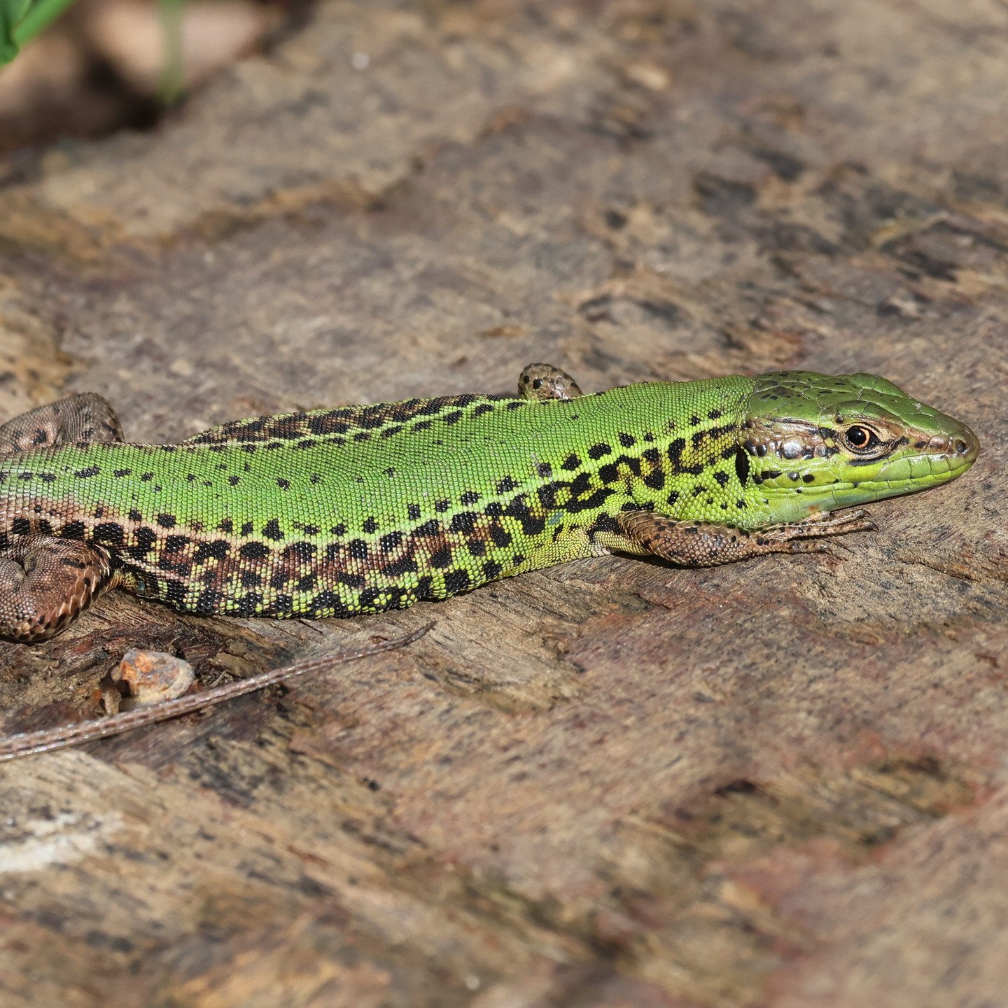 An Ionian wall lizard taking some sun a few days ago at Tzanata reservoir.
#islandwildlife #guidedwildlifewalks #kefaloniawildlife #greekwildlife
#lizard