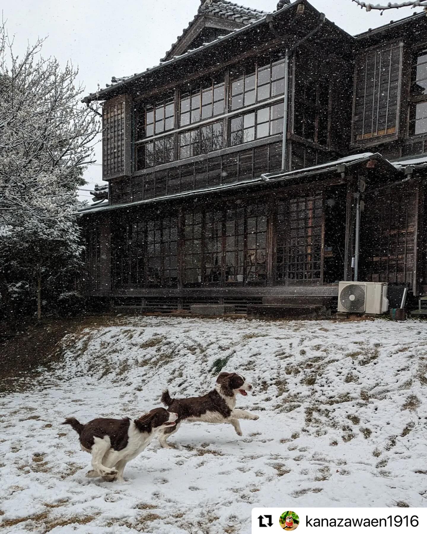 #Repost @kanazawaen1916 with @use.repost
・・・
愛犬☃️
#カフェ金澤園
ーーー
#歴史を生かしたまちづくり
→神奈川・横浜の歴史を生かしたまちづくりニュースは
https://www.heritagetimes-yk.com
「ヘリテイジタイムズ」で検索