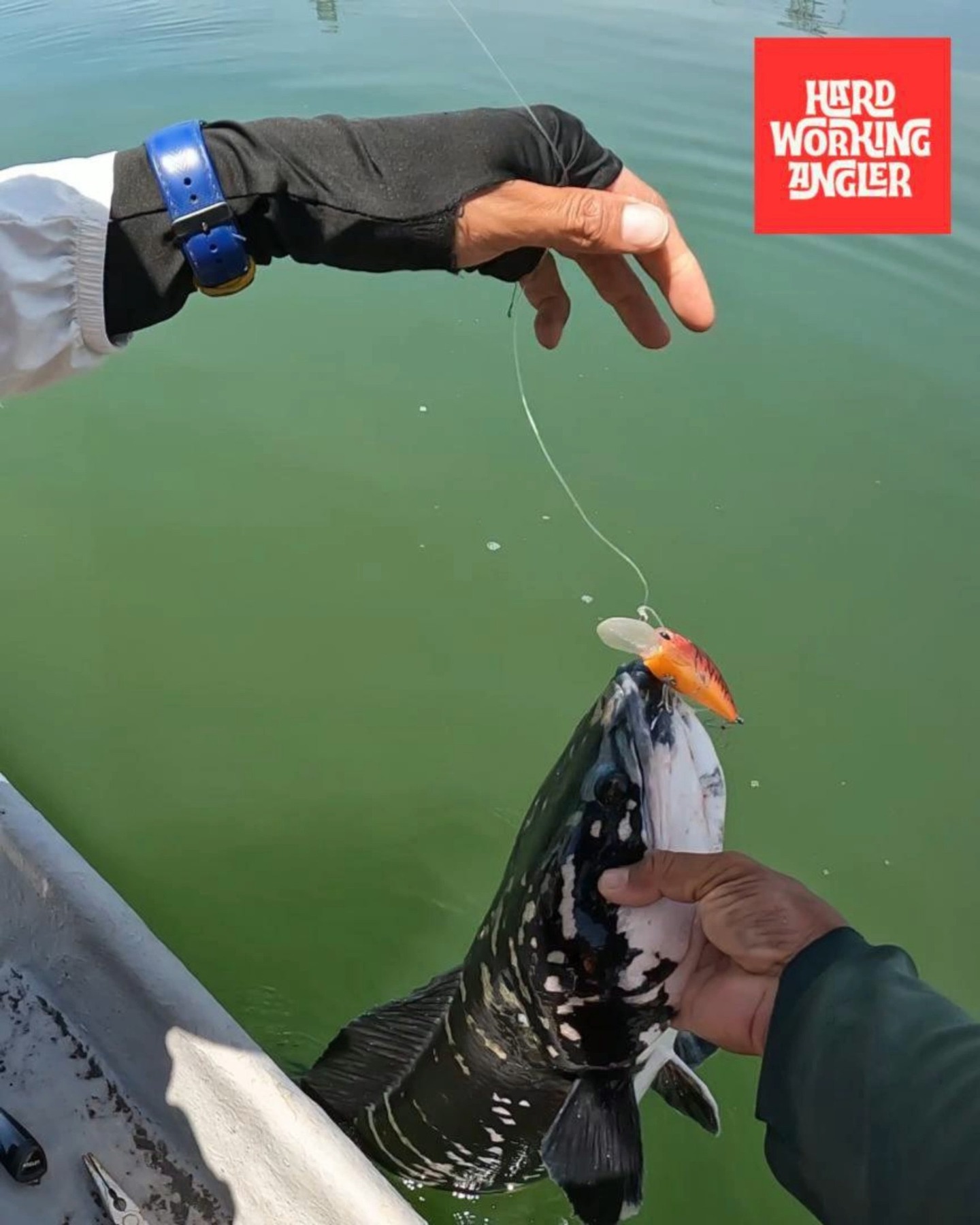 Be gentle with this fierce fighter. Contact us for enquiries on our freshwater fishing trip in Malaysia Mat Muhammad strike peacock bass topwater 45cm. Lure Damiki Tukun 75 limited edition. Ada stok lagi ke Monstercraft Fishing? #peacockbassfishingguidemalaysia #hardworkingangler #fishing #visitmalaysia #toman #giantsnakehead