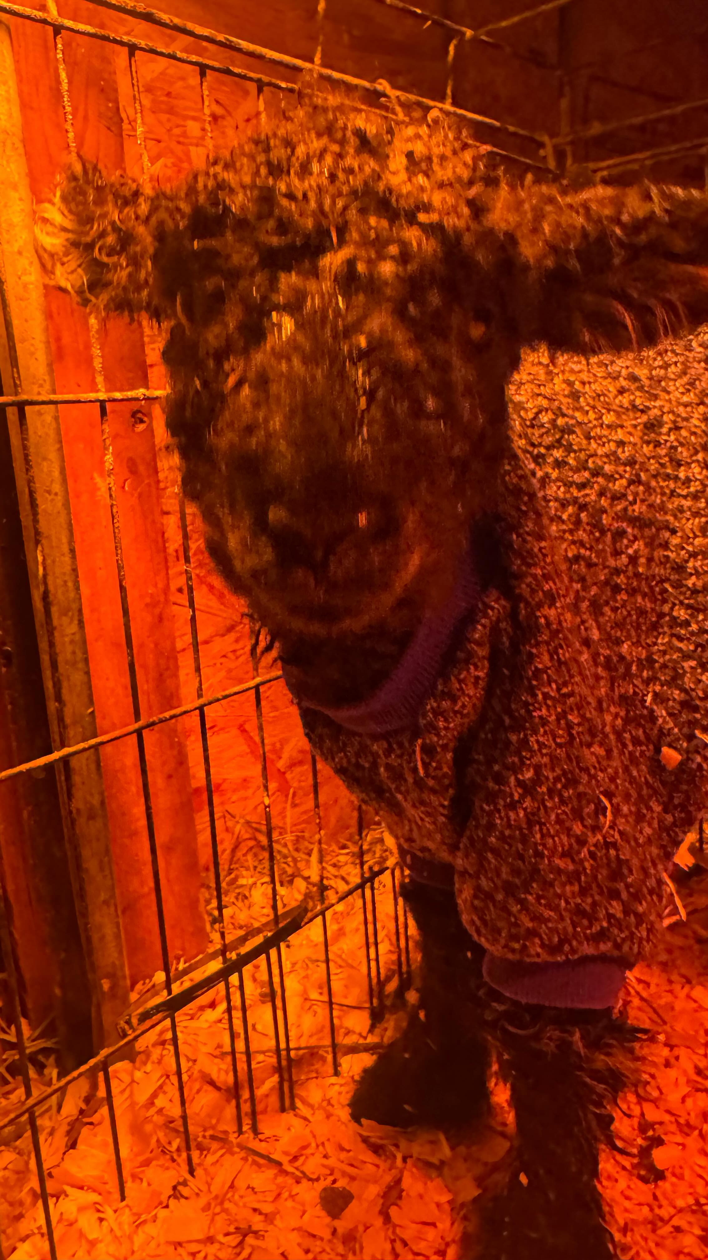 Need to get some better photos without irritating mom Carbon but this week we had another little natural colored Cotswold joined us - Meet Xenon (part of our element family tree)
Apparently our flock is determined to spread out lambing as much as possible this year.
#farmlife #sheepfarming #lambsofinstagram