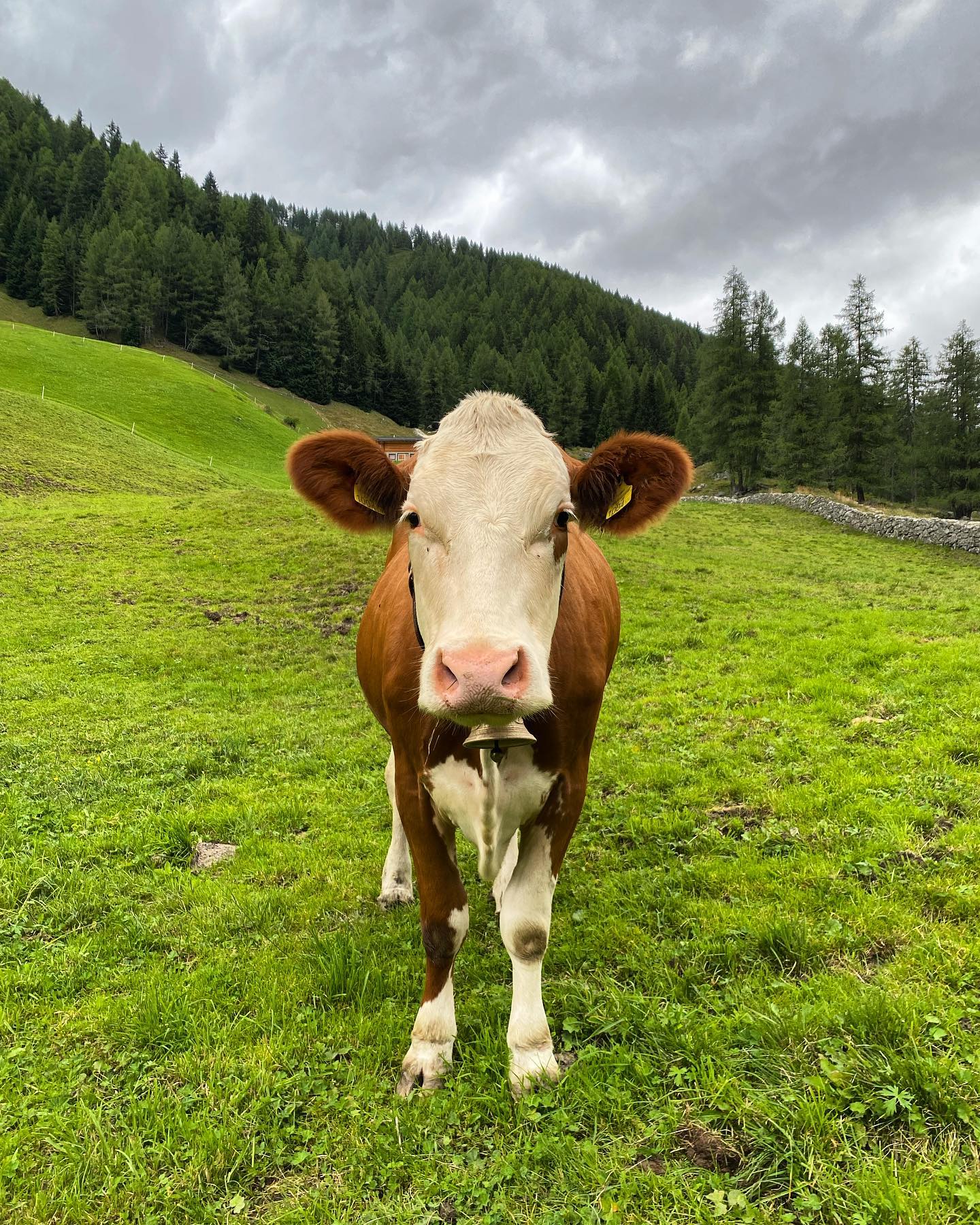 Aug in Aug @visitsouthtyrol @visit_ahrntal_valleaurina