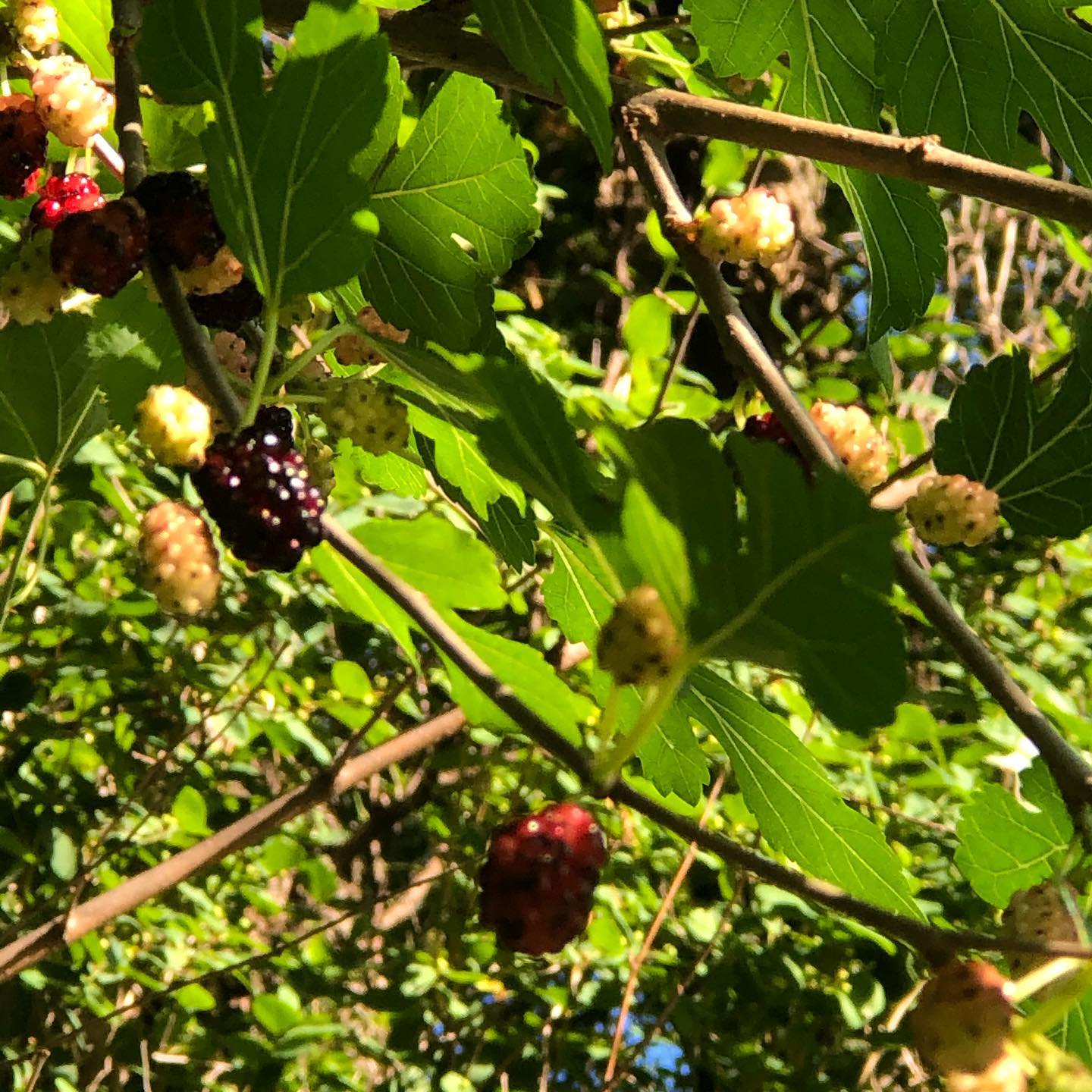 The mulberries have been a wonderful treat this year!! Www.GulstadsGoodies.com