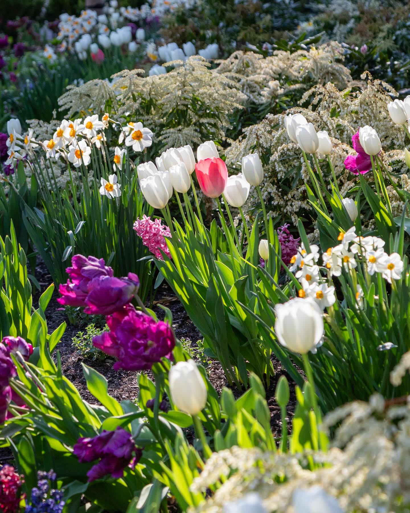 Just a reminder that spring is loading 🌷⏳
Tulips, pansies, hyacinths, and a whole lot of main character energy from these blooms! Spring will be here before we know it!
#springiscoming #springgarden #finegardening #bostonhome #gardengram