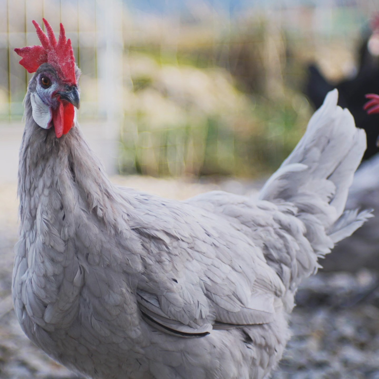 Spanische Hühner sind für ihre auffällige Schönheit bekannt, besonders durch ihr einzigartiges "Clown-Gesicht". Mit ihren leuchtend bunten Federn und dem markanten, ausdrucksstarken Gesicht, das oft an ein Clown erinnert, ziehen sie alle Blicke auf sich.
_____________________________________________
𝗩𝗲𝗿𝗳ü𝗴𝗯𝗮𝗿: Bruteier 🐣, Küken 🐥
𝗙𝗮𝗿𝗯𝘀𝗰𝗵𝗹ä𝗴𝗲: schwarz, splash, weiß und blau.
𝗵𝘁𝘁𝗽𝘀://𝘄𝘄𝘄.𝗯𝗿𝗼𝗵𝗼𝗹𝗺𝗲𝗿-𝘇𝘂𝗰𝗵𝘁.𝗰𝗼𝗺/𝘀𝗽𝗮𝗻𝗶𝗲𝗿
Instagram & TikTok @huehnerwelt_rauch
Facebook @rauchs_huehnerwelt
_____________________________________________
Liebe Grüße
Euer Gabriel von Rauchs Hühnerwelt
#spanishwhiteface #poultry #chickenfarm #blackchicken #bruteier #hatching #chickenfarming #eggs #black #happywachtel #blackchicken #crazychickenpeople #spanishwhitefacechicken #spanier #spanishchicken #chickenphotography #chicken #chickenkeeping #chickenlove #clown #clowngesicht #clownchick #animals #lovemyanimals #whitefacedblackspanishbantam #hühnerfutter #whitefacedblackspanish #hühnerstall #hühner #Rauchshuehnerwelt