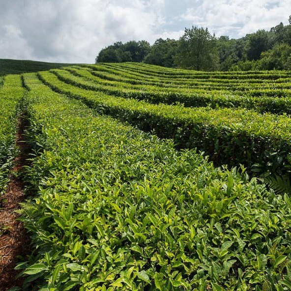If you're looking for a truly authentic Azerbaijan 🇦🇿 tea experience, give Azercay a try. You won't be disappointed!
Now available in our marketplace:
www.kochuae.com
#Azercay #Azerbaijan #tealovers #teaaddict #sustainability #ethicalbusiness #premiumtea #blacktea #greentea #herbaltea #looseleaftea #directtrade #fairtrade #teaofinstagram #teatime #tealove #instadrink #drinkstagram #foodie #yum #delicious #supportlocal #heritage #centuriesofcraftsmanship #teaenthusiast #teadrinkers
