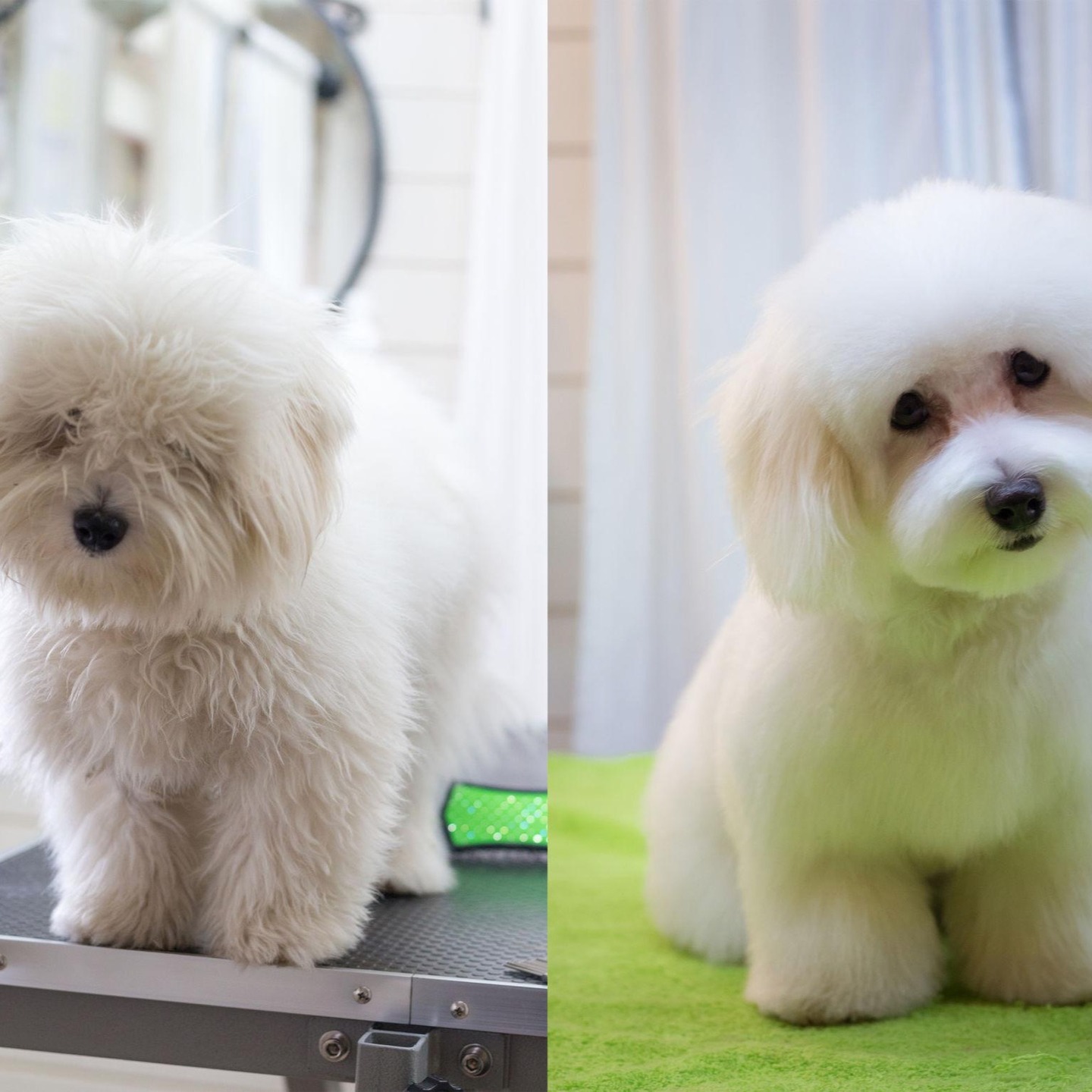 Skipping regular grooming leads to painful matting, skin problems, and overheating.
Most dogs need grooming every 4 to 8 weeks depending on coat type.
Not sure what your dog needs - reach out for advice, we are happy to help.