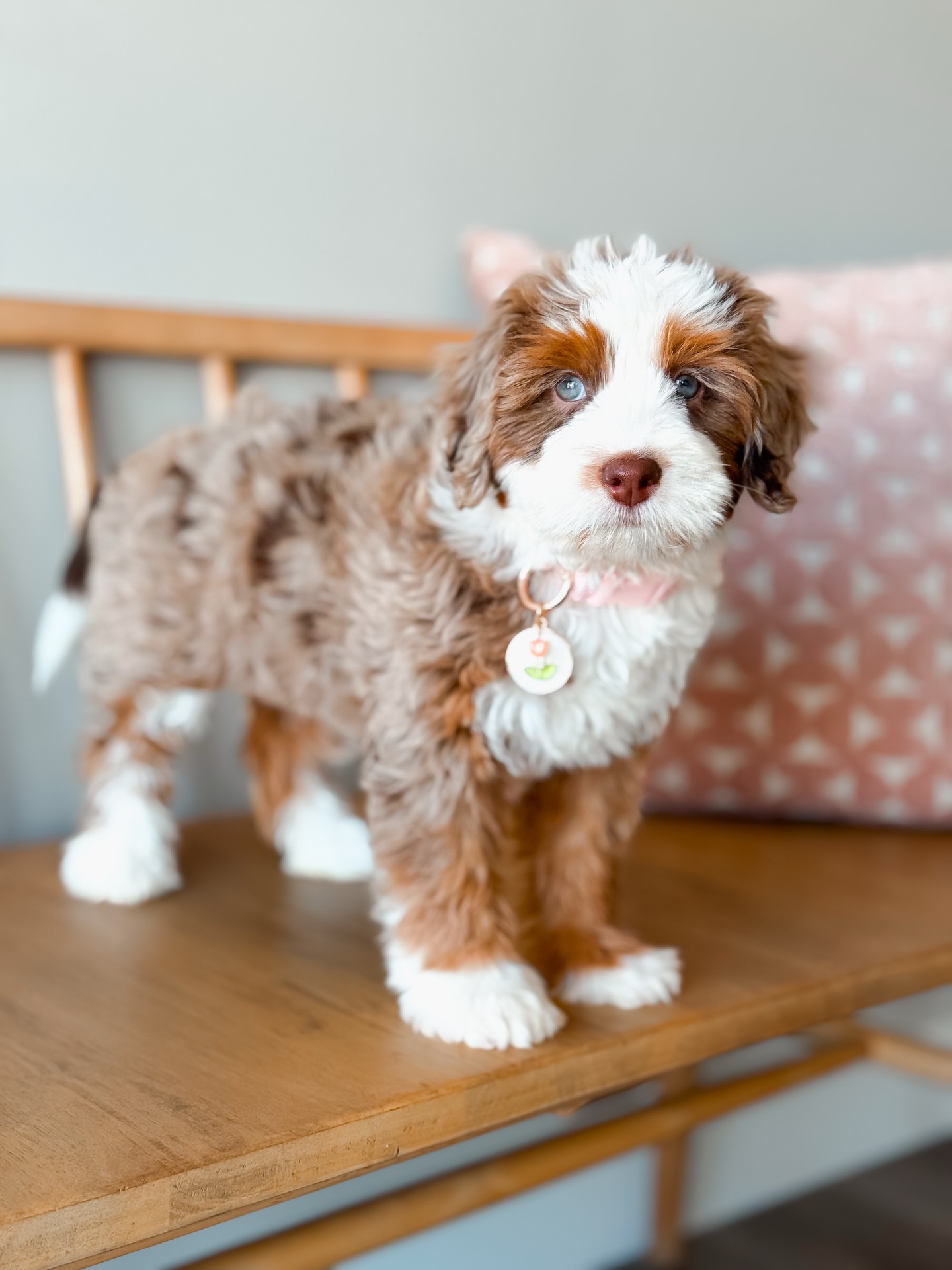 Meet Vallie ๐ท
One of our newest hopefuls and truly my pride and joy. She has already been such a special addition. Thoughtfully chosen, deeply loved, and effortlessly settling her way into our hearts.
Temperament was a huge part of why Vallie stood out to me. Sheโs confident, sure of herself, and eager to please. As a breeder, Iโm always intentionally selecting dogs that bring steadiness, confidence, and a people-centered nature, knowing how important those traits are for creating loving family companions. Vallie embodies so much of what I hope to preserve and build upon.
She is a multigen Bernedoodle, meaning she comes from multiple generations of Bernedoodles. This allows for more intention and consistency over time in things like temperament, coat type, and size, while still keeping all the wonderful qualities people love about the breed.
Vallie is a rare chocolate tri color Merle and brings incredible versatility to our future, carrying Ee for red and white marked puppies, SSp for a range of white markings from minimal to parti depending on her pairing, and bb, opening the door to black tri, black-based merle tri, chocolate tri, and chocolate-based merle tri puppies. Add in her gorgeous, soft, double straight coat, and she truly feels like a dream for whatโs ahead.
As with all of our hopefuls, Vallie will be raised with intention and will complete her full health testing before ever being officially added to our program. For now, weโre soaking in her puppy days and enjoying watching her grow into herself.
Her name holds special meaning for me but Iโm pretty much at max capacity for words already so thatโll be a story for a different day.
So thankful for this girl and excited for all thatโs ahead. ๐ค๐พโจ