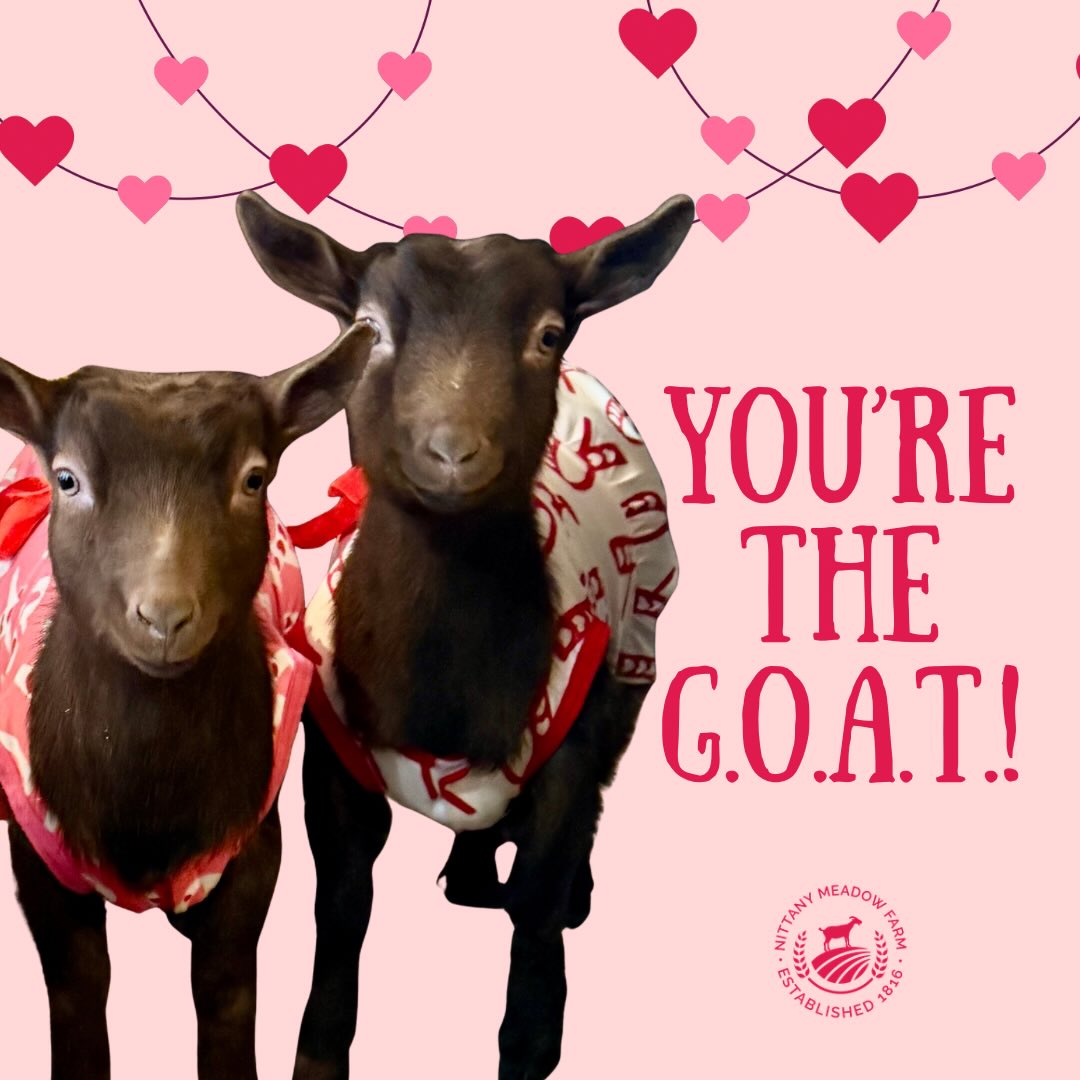 Double the cuteness, double the love! 💖 These little valentines are ready to steal hearts 🐐💕
#valentines #youvegoattobemyvalentine #cuteanimals #valentinesday #adorable