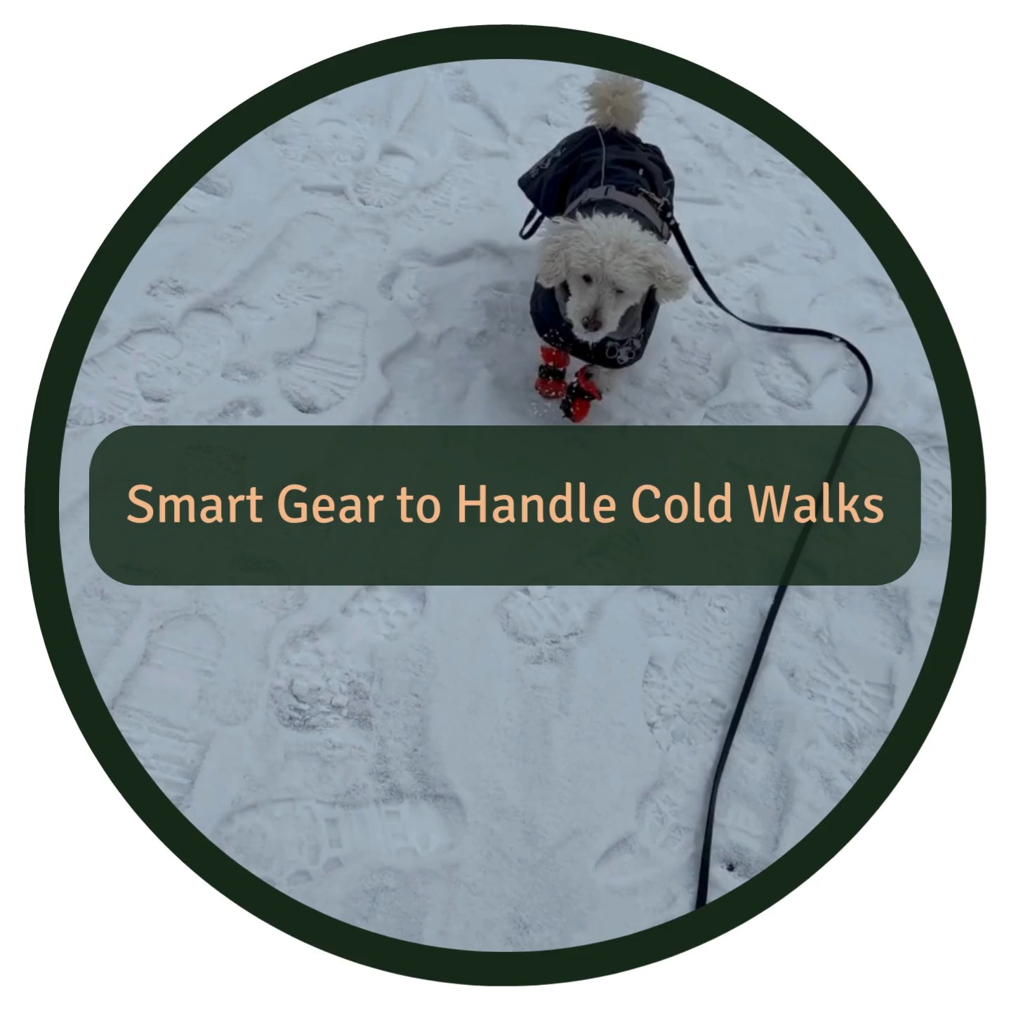 After having lived through a few Swedish winters, here are four must haves for dogs and humans ❄️🐾
🐕 Dog boots that protect against frostbite and road salt
Swedish winters can be tough on paws. Boots help prevent ice burns, cracks, and irritation from salt and gravel.
We like 👉 Basic Paws Fleece Hundskor Korta Orange
🧥 A warm jacket that protects against cold and wind
Wind chill can make temperatures feel much colder. A proper winter jacket keeps body heat in and icy winds out.
We like 👉 Extreme Warmer III ECO hundjacka
👟 Warm shoes for humans that handle cold and slush
Slushy streets and wet snow are part of everyday winter life. Waterproof, insulated shoes keep your feet warm, dry and stable.
We like 👉 Muckboot Arctic Sport High
🧤 Electric heated gloves for humans
Cold fingers can quickly ruin a walk. Heated gloves make long winter walks more comfortable and help you stay outside longer.
We like 👉 Gridarmor Heat Glove Unisex
With the right essentials, Swedish winter becomes much easier to handle and outdoor time stays enjoyable all season long 😊❄️