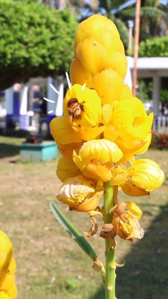 Hablemos de la polinizacion por vibración también conocida como "buzz pollination"
#polinizadores #abejas #abejasnativas #jardinespolinizadores