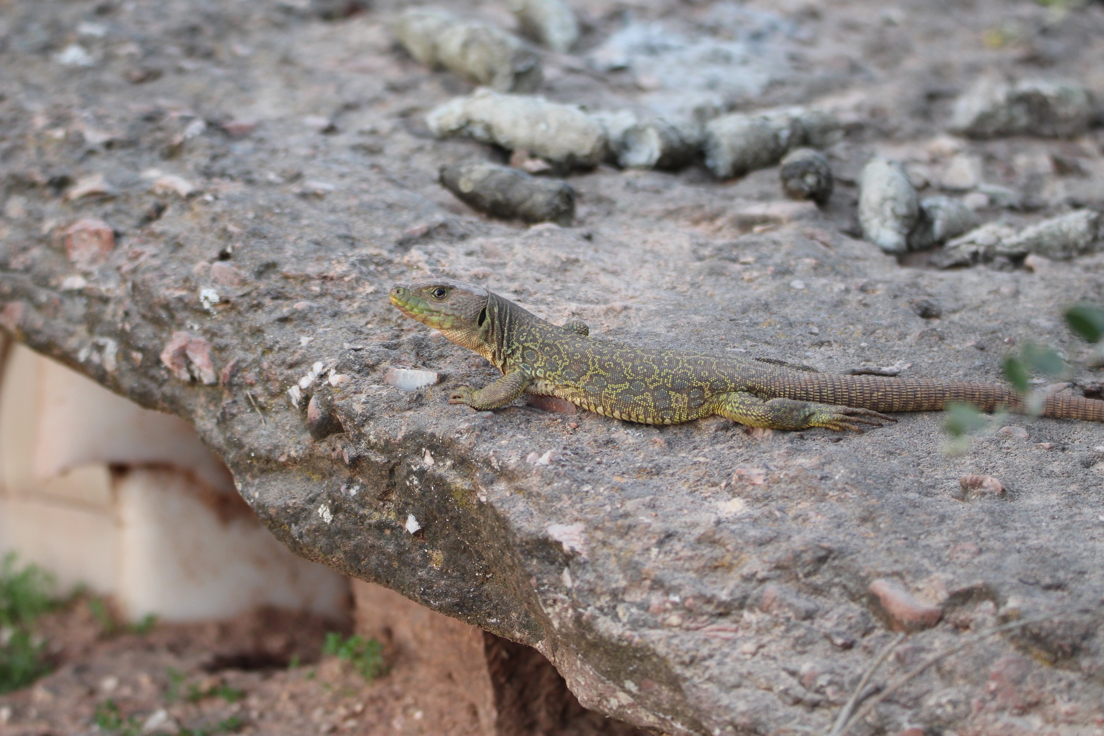 Cuando se acerca la primavera y comienzan a subir las temperaturas, algunos reptiles como el lagarto ocelado (Timon lepidus) emergen poco a poco de su escondite.
Los primeros días tras la finalización de la brumación (así se llama el período de hibernación en reptiles), se muestran pausados, pasan largas horas al sol para recuperar el calor corporal y tienen "cara de sueño", con movimientos torpes y más lentos de lo habitual.
Este lagarto lo encontramos ayer posado en la roca que le sirve de refugio, y que un macho de lince ibérico suele utilizar como letrina (al fondo se observan algunos excrementos característicos del felino y actualmente está siendo utilizada).
También empiezan a ser frecuentes las observaciones de otros reptiles, como esta culebra de escalera (Zamenis scalaris) que hemos visto hoy, y que hemos apartado del camino para evitar que fuera atropellada porque también andaba algo lenta, y trepando con gran agilidad se ha subido a un enebro.
Va a ser una primavera espectacular y aquí seguiremos para disfrutarla.
¿Te vienes de safari?
#safari4x4 #linceiberico #ValledelGuarrizas #safarilince
www.lyncisecoturismo.com
lyncisecoturismo@gmail.com
(+34) 603 90 74 35