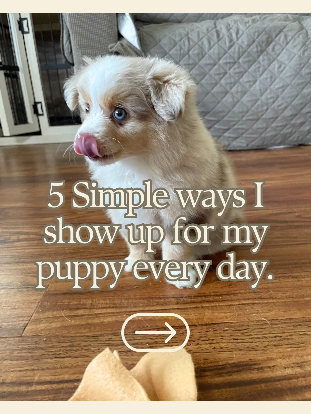 Tiny moments create big skills. ✨
Every day I’m not trying to do everything—I’m just stacking a few right things. 🧱
That’s how we raise puppies who feel safe, steady, and ready for real life. 🐾
Save this for the “what should I even do today?” days.
#newpuppyparents #newpuppymom #miniaussiepuppy #puppytrainingtips #miniaussiebreeder
