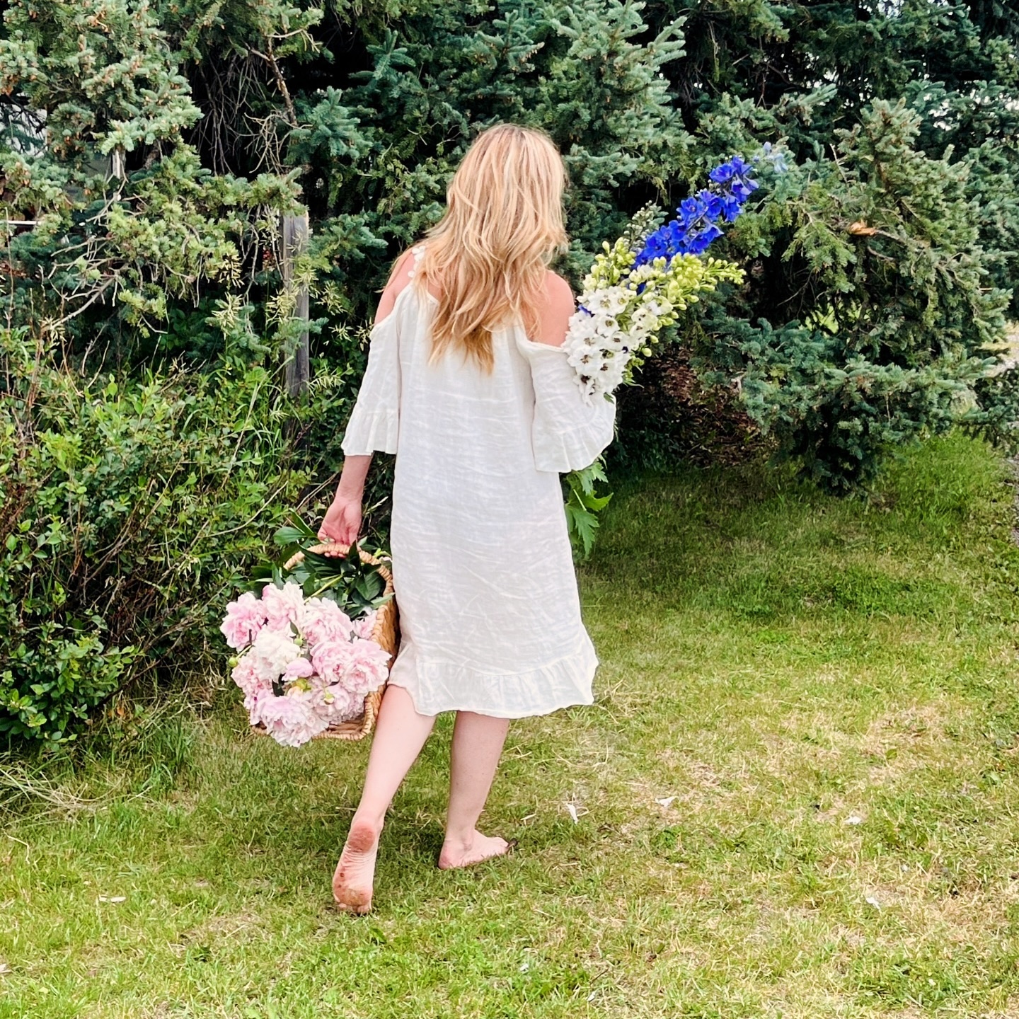 Flower harvest before the storm blows in (with berry-stained feet) - life is good. 🌸🪻🩷
📸 @ava.thiessen as my camera-woman
#farmtwo53 #cuttinggarden #delphiniums #flowers #peonies #farmlife
