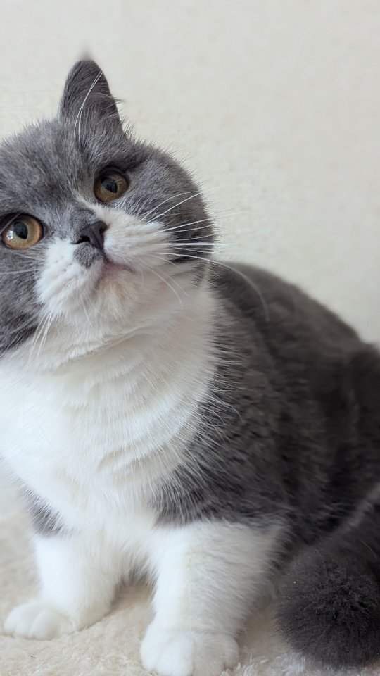Future queens of my cattery, Classic British Shorthairs. Blue bi-color Hermione and solid fawn Iris. I can't keep my hands off of their soft plush coats.
#britishshorthair #chonky #bluebritishshorthair #fawnbritishshorthair #britishcat